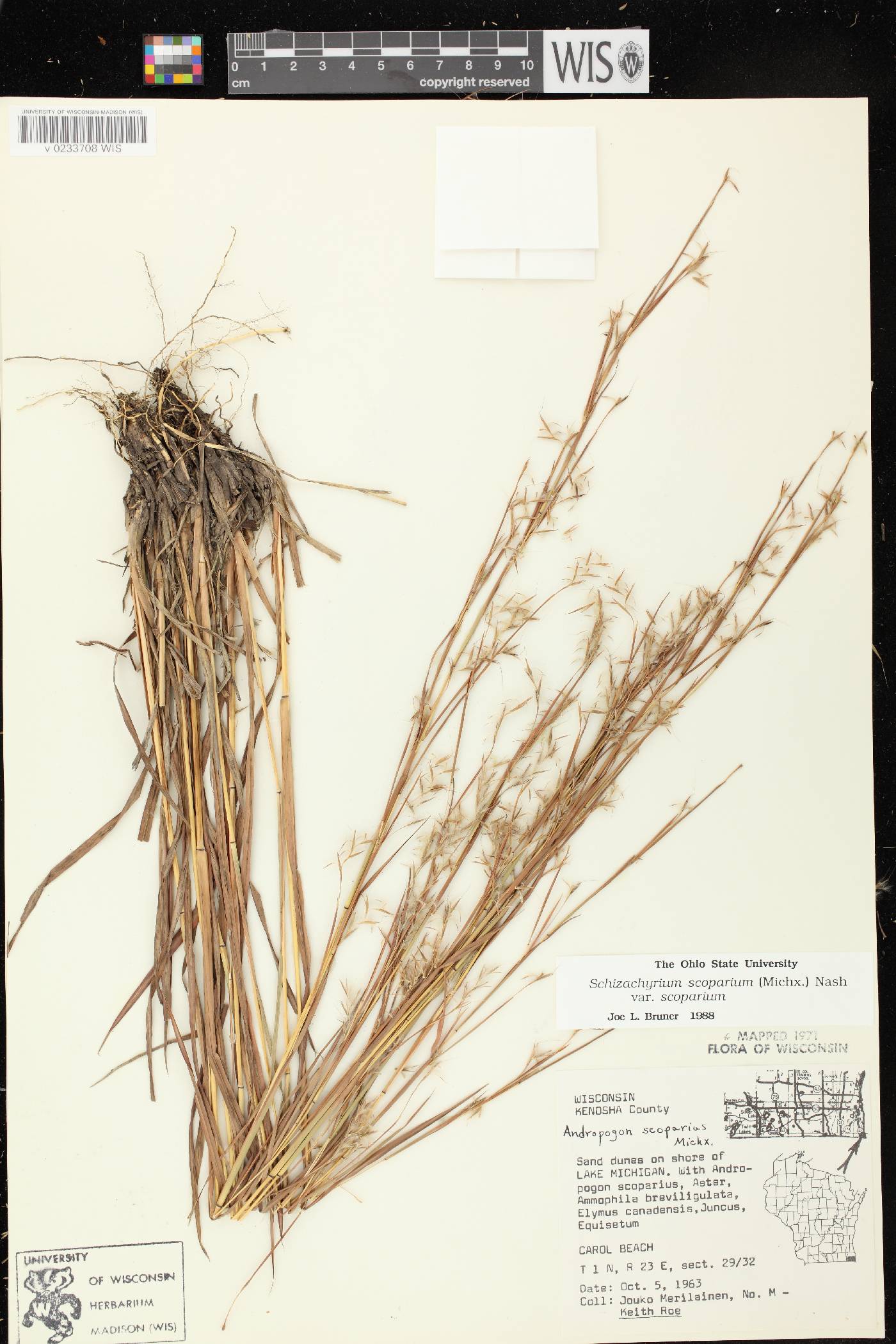 Schizachyrium scoparium var. scoparium image