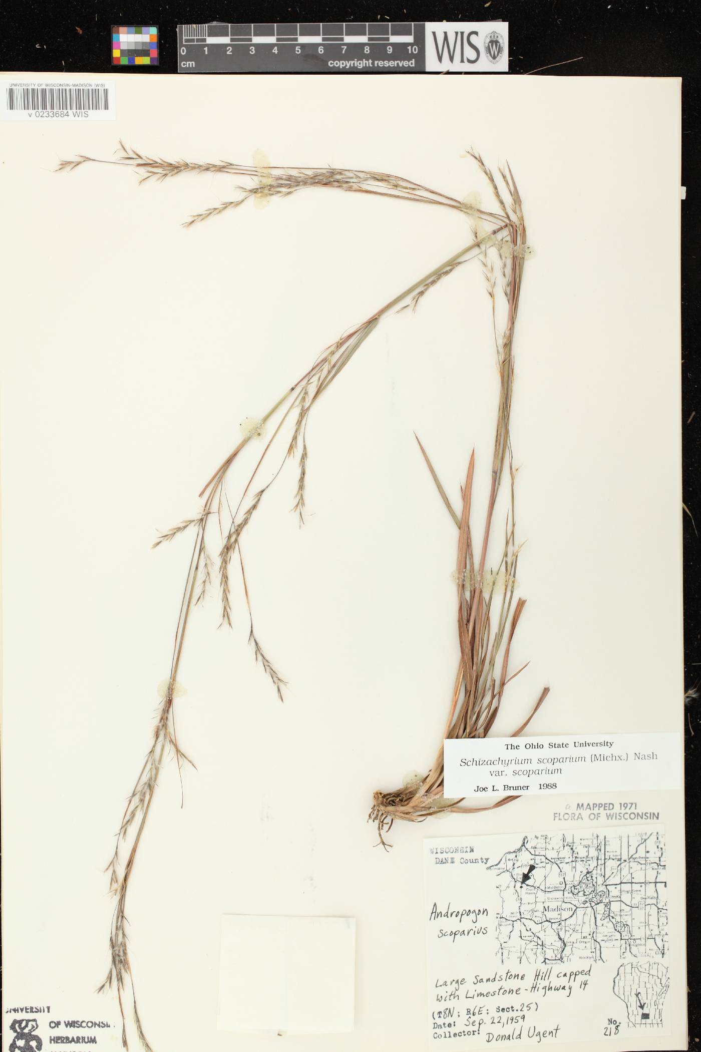 Schizachyrium scoparium var. scoparium image