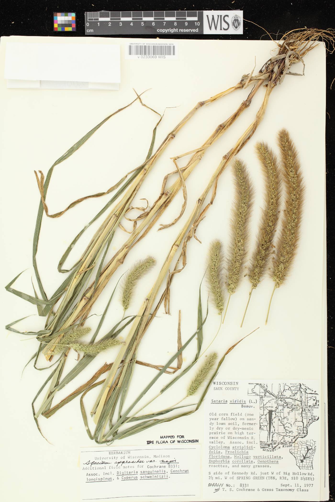 Setaria viridis var. major image