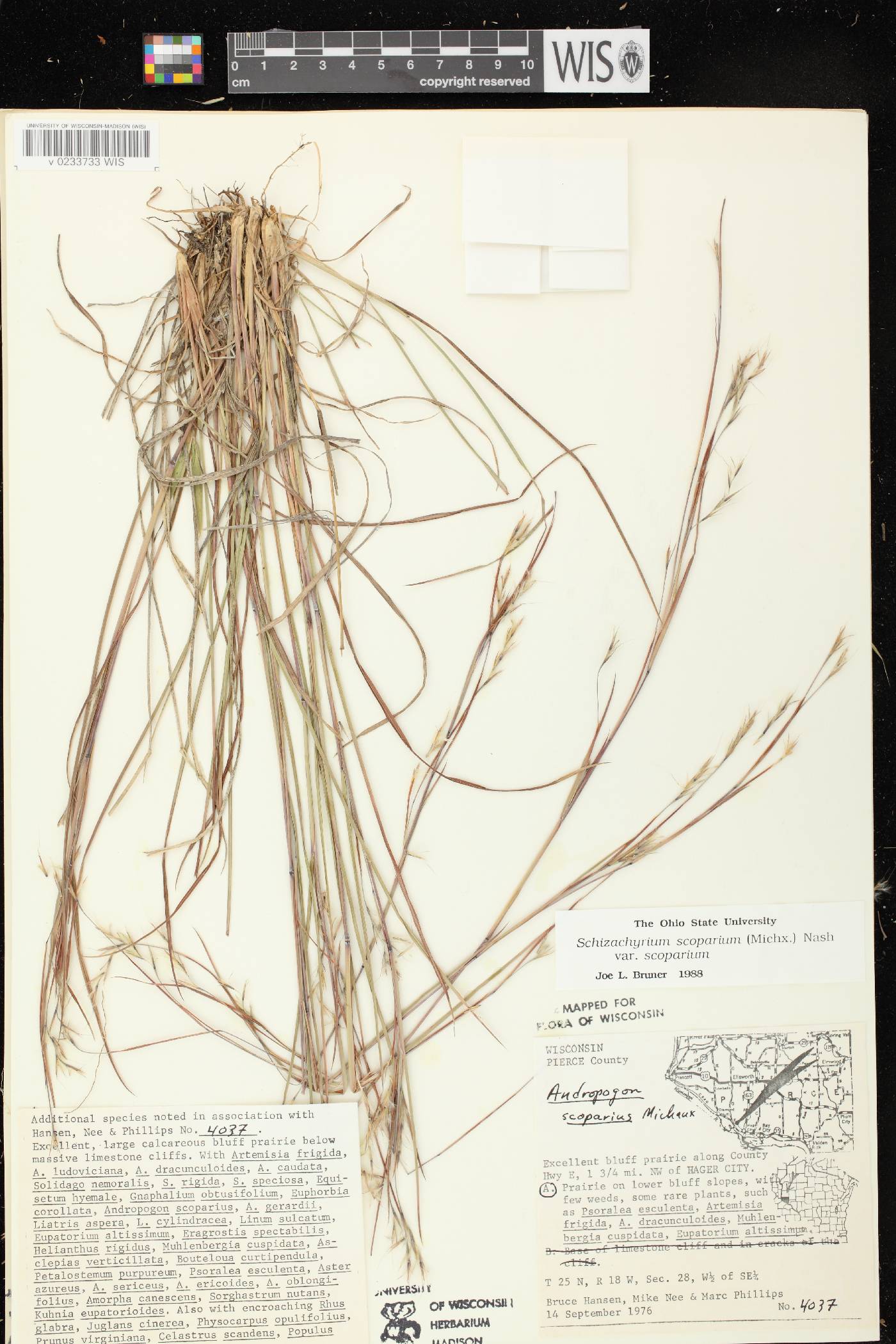 Schizachyrium scoparium var. scoparium image