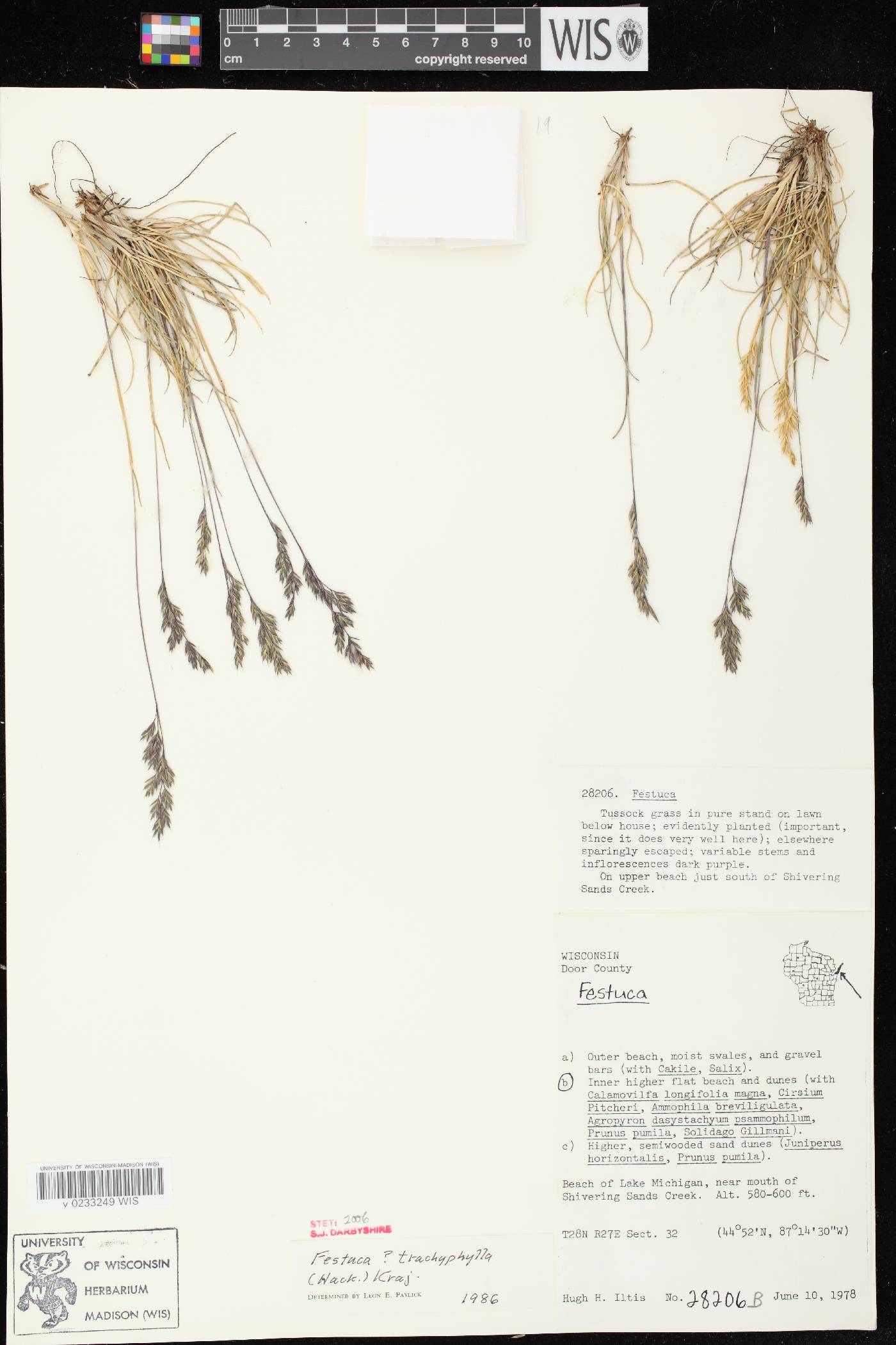 Festuca trachyphylla image