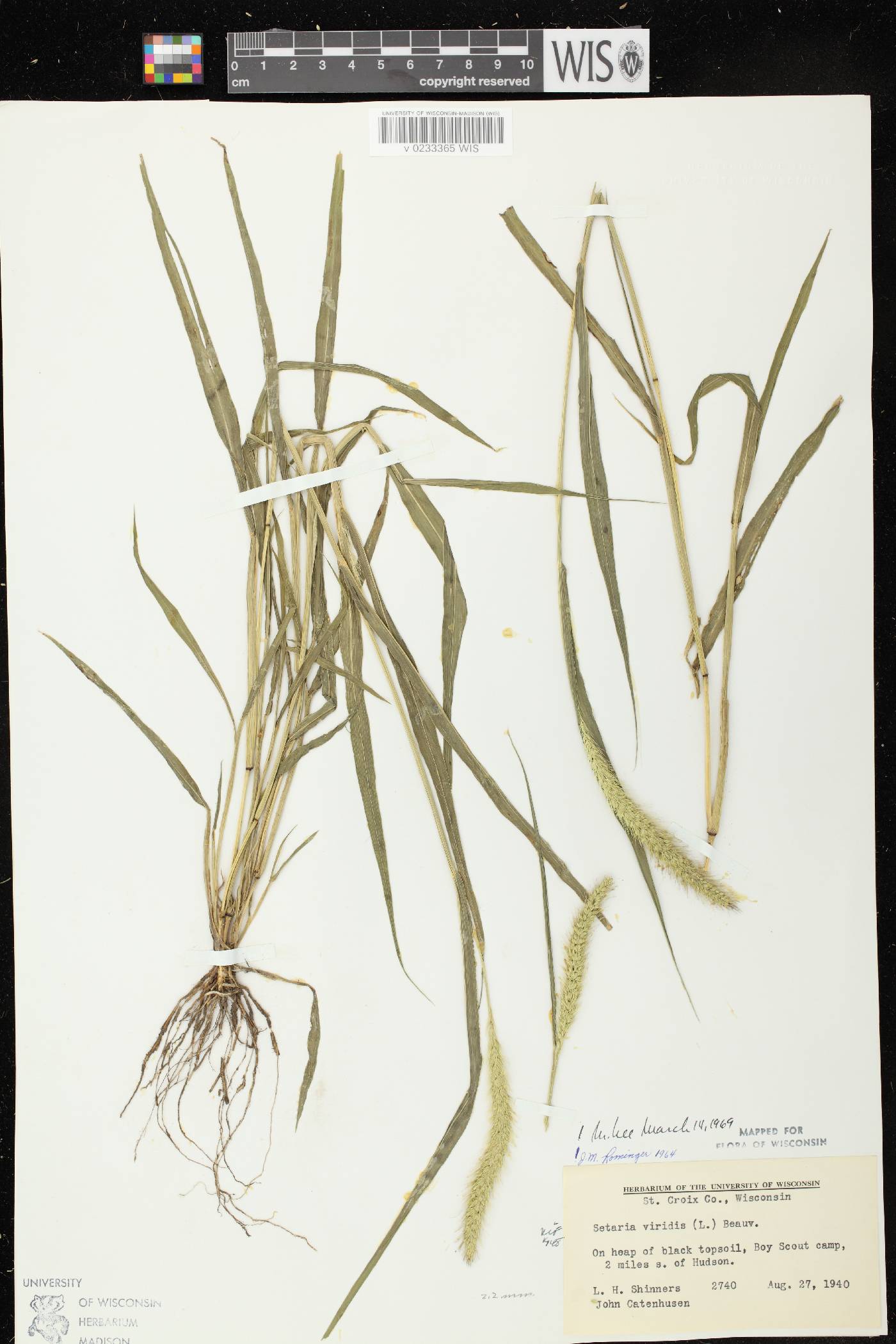 Setaria viridis var. viridis image