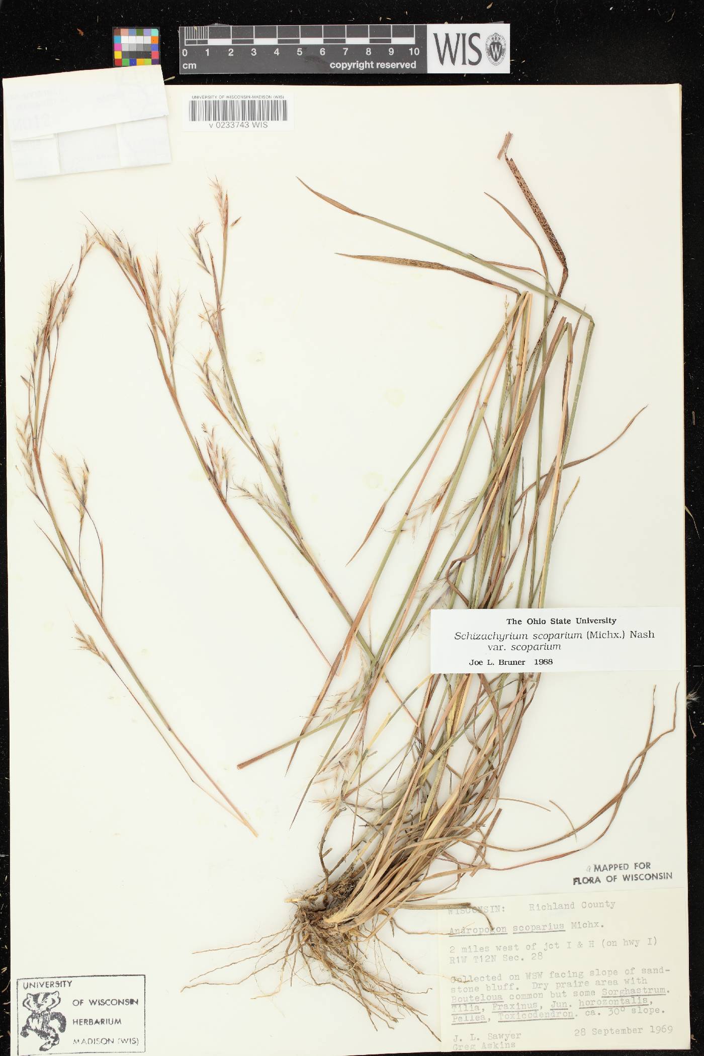 Schizachyrium scoparium var. scoparium image