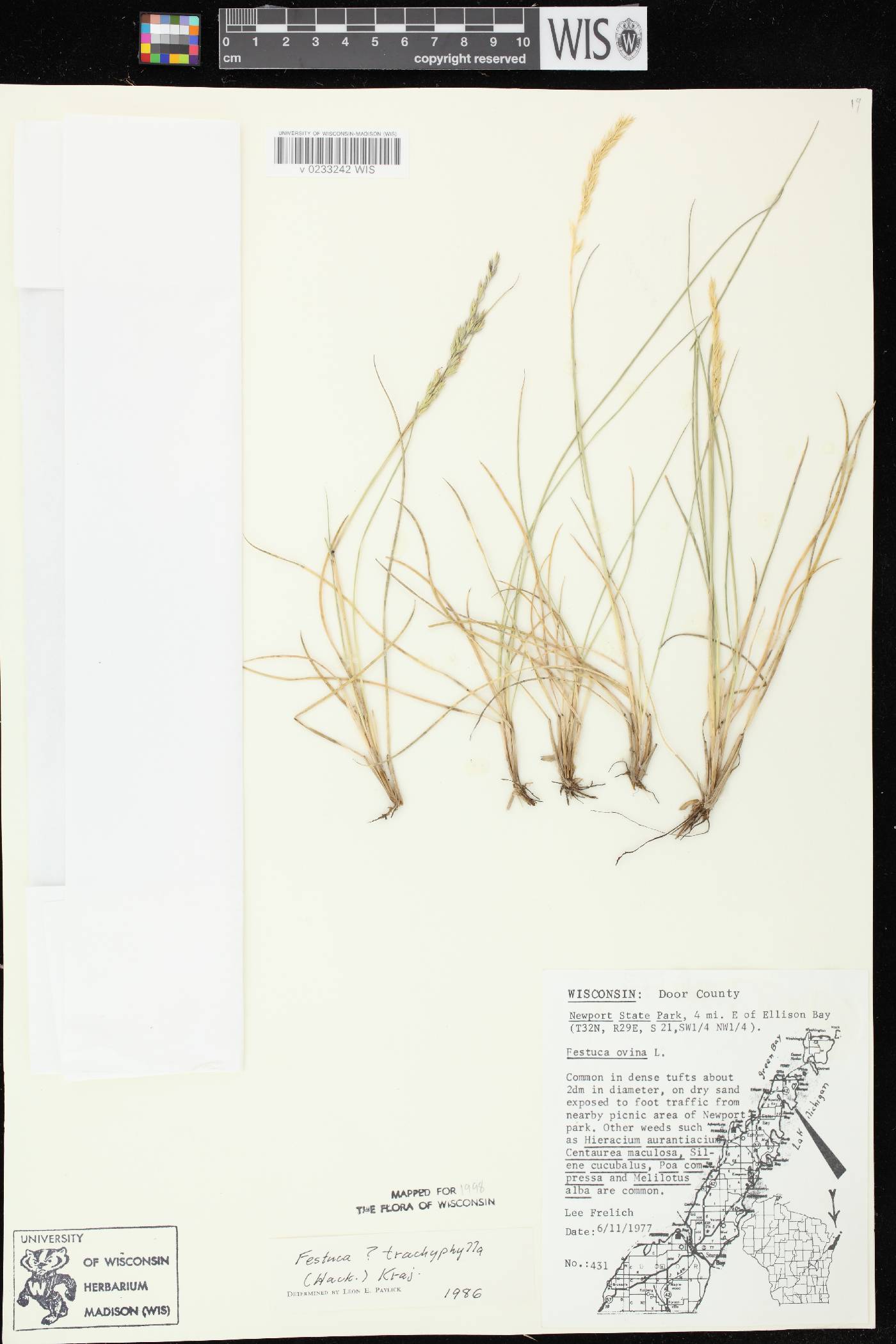 Festuca trachyphylla image