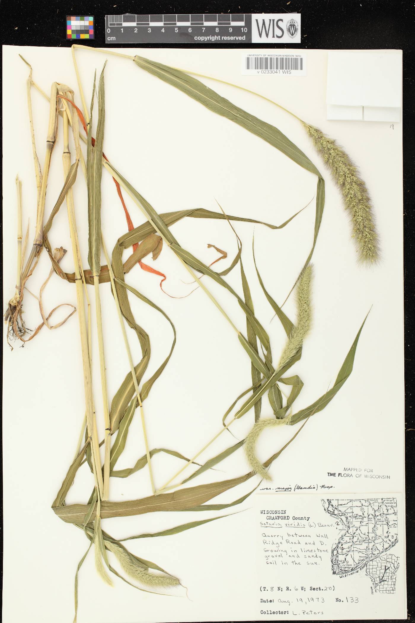 Setaria viridis var. major image