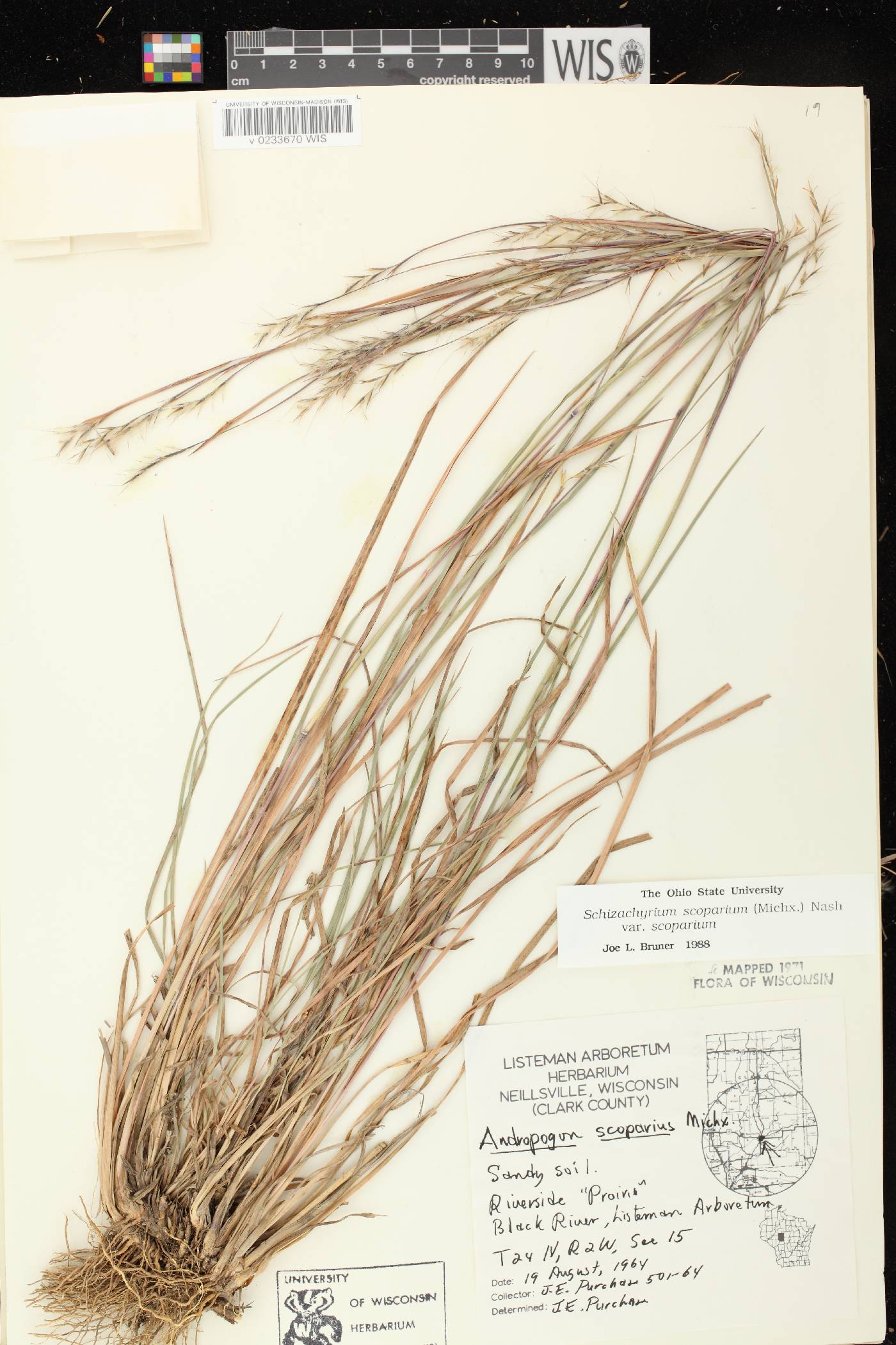 Schizachyrium scoparium var. scoparium image