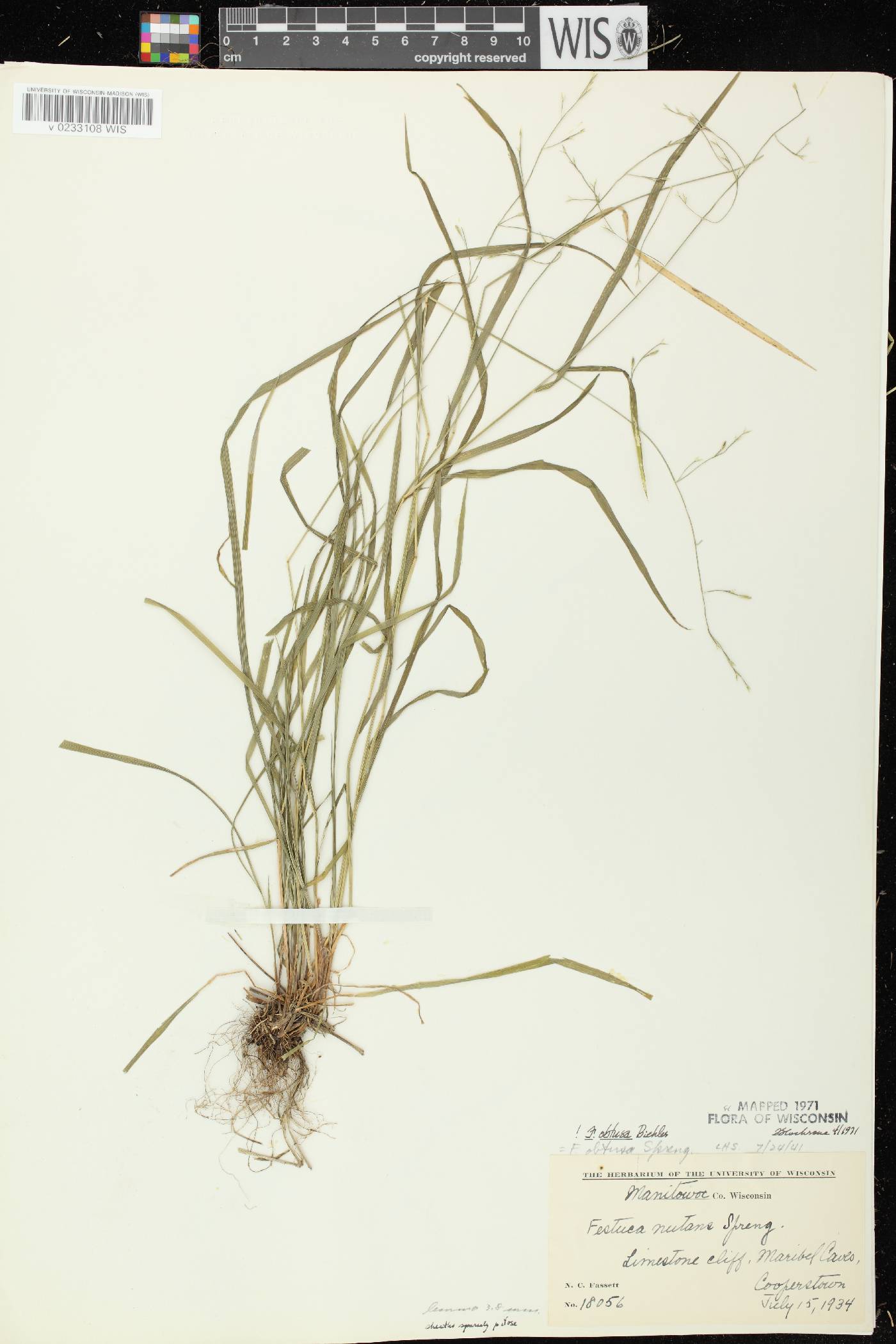 Festuca subverticillata image