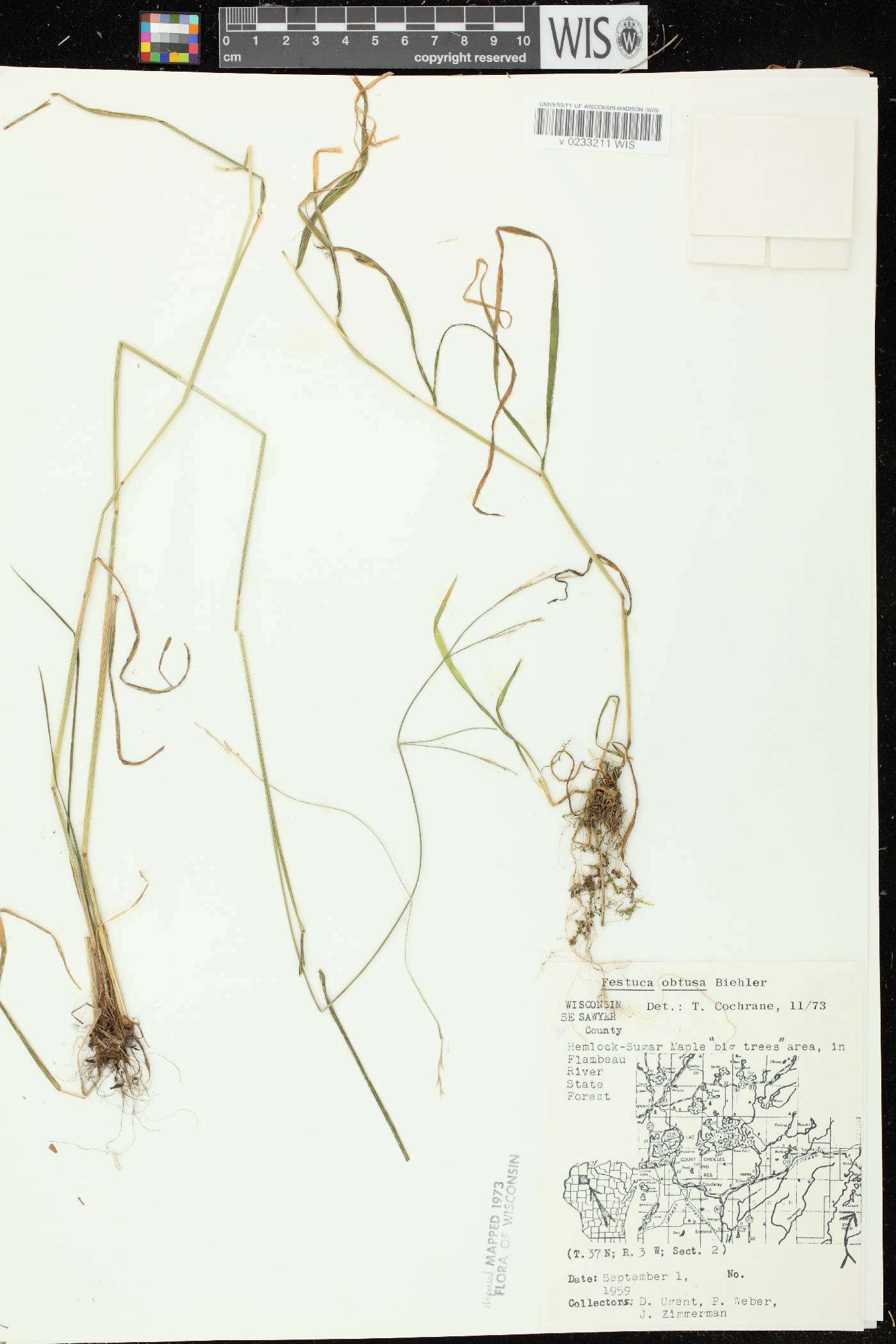 Festuca subverticillata image