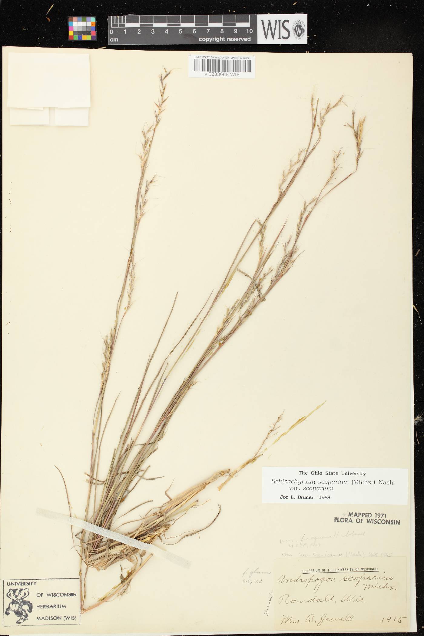 Schizachyrium scoparium var. scoparium image