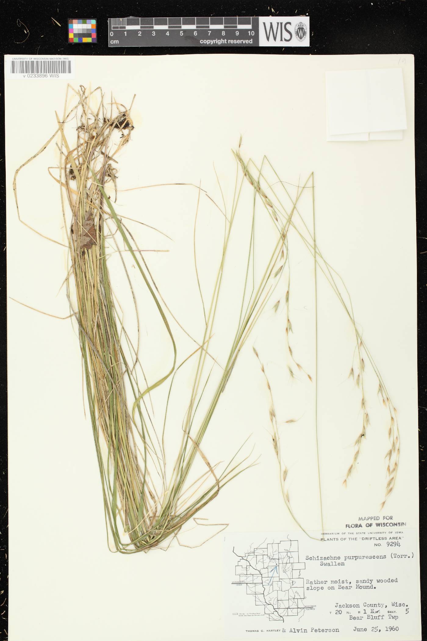 Schizachne purpurascens image