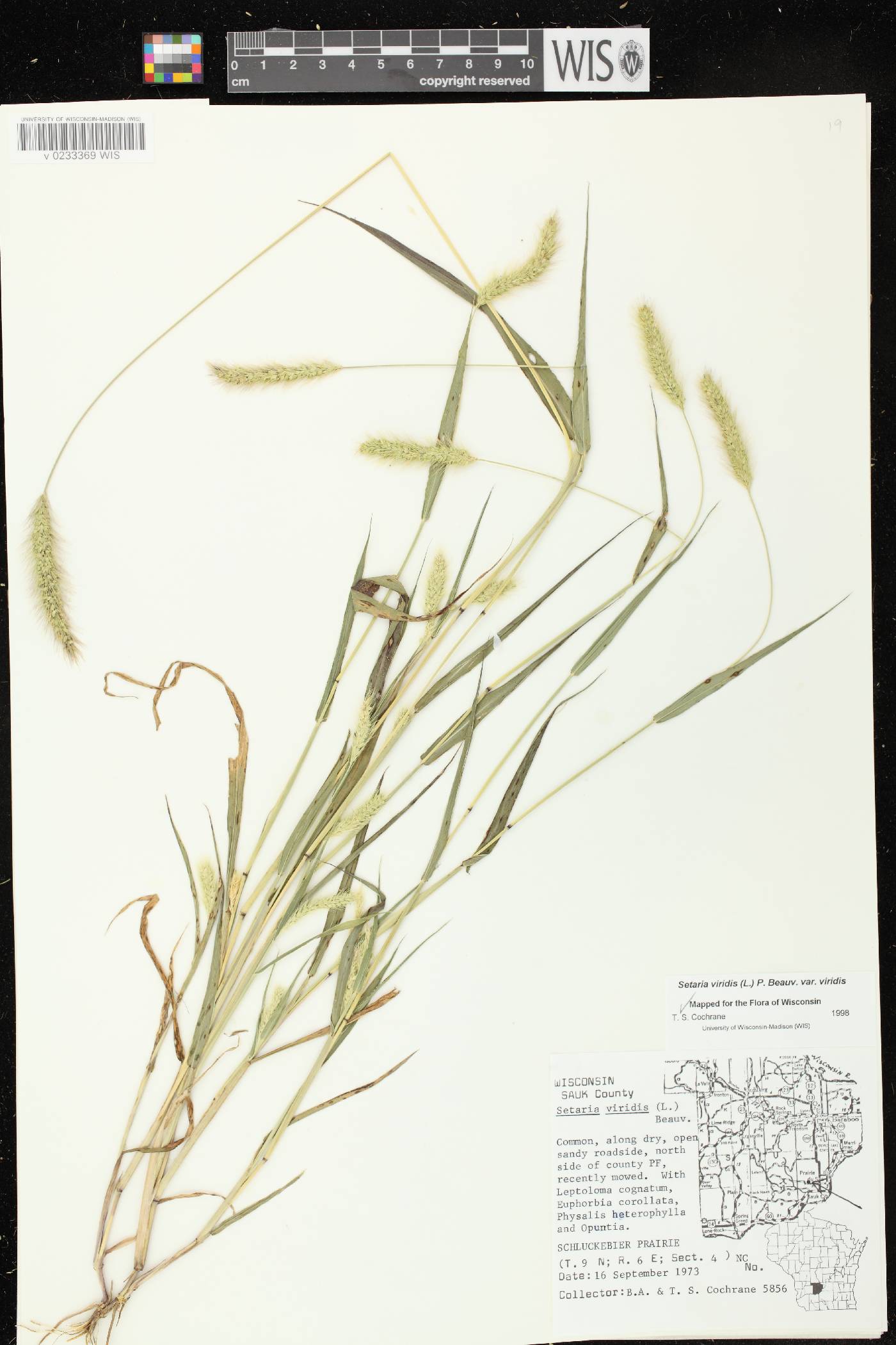 Setaria viridis var. viridis image