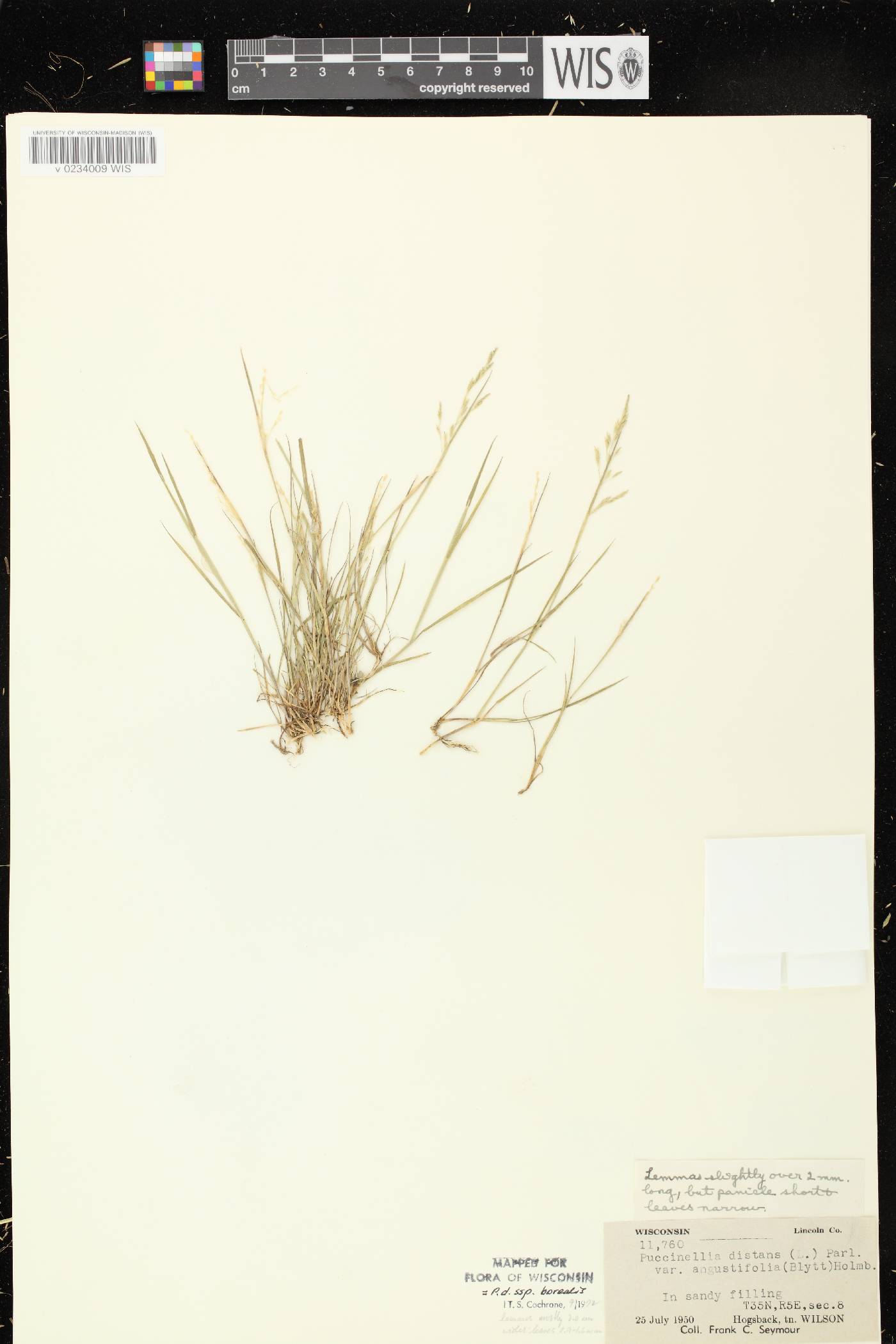 Puccinellia distans subsp. borealis image