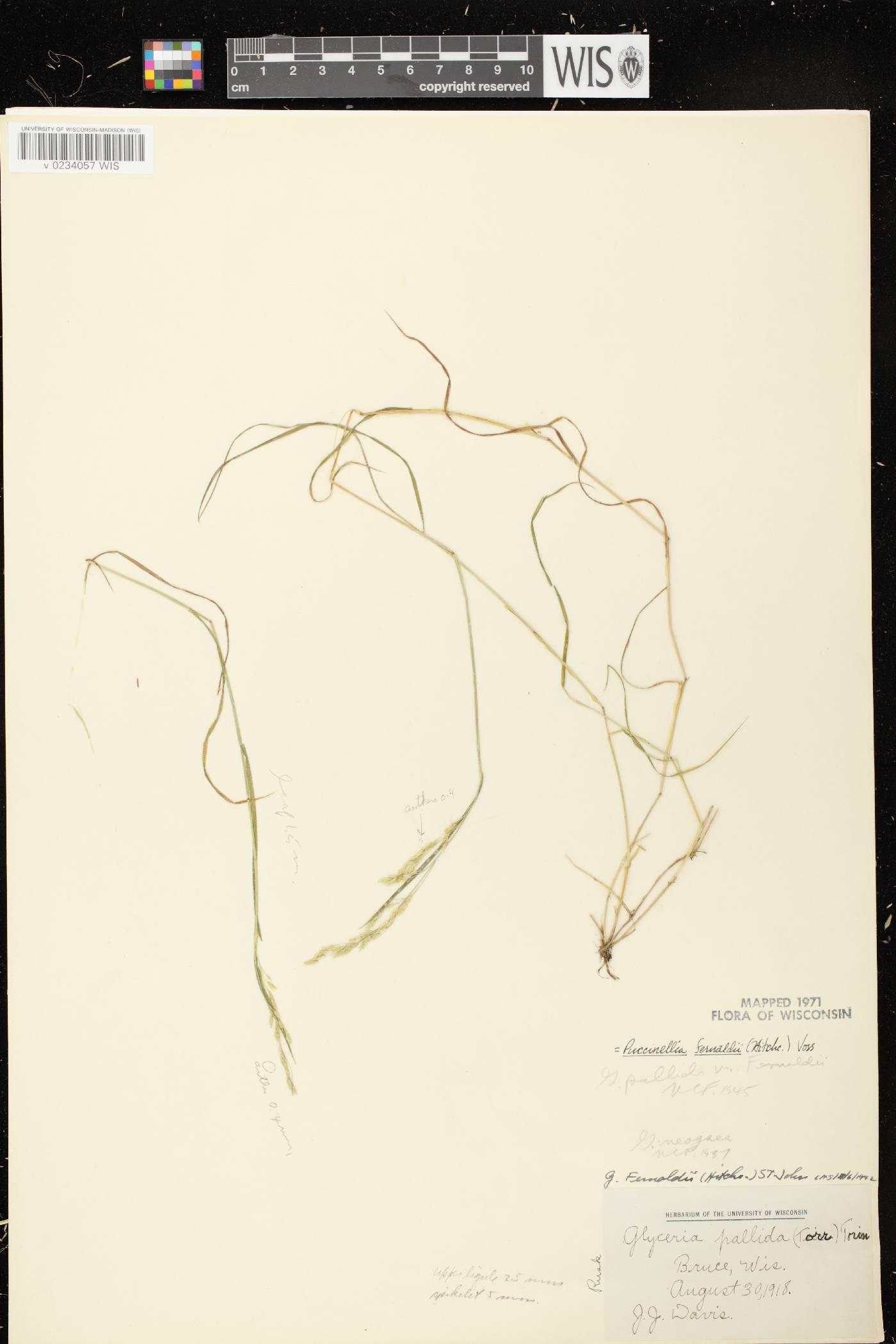 Torreyochloa fernaldii image