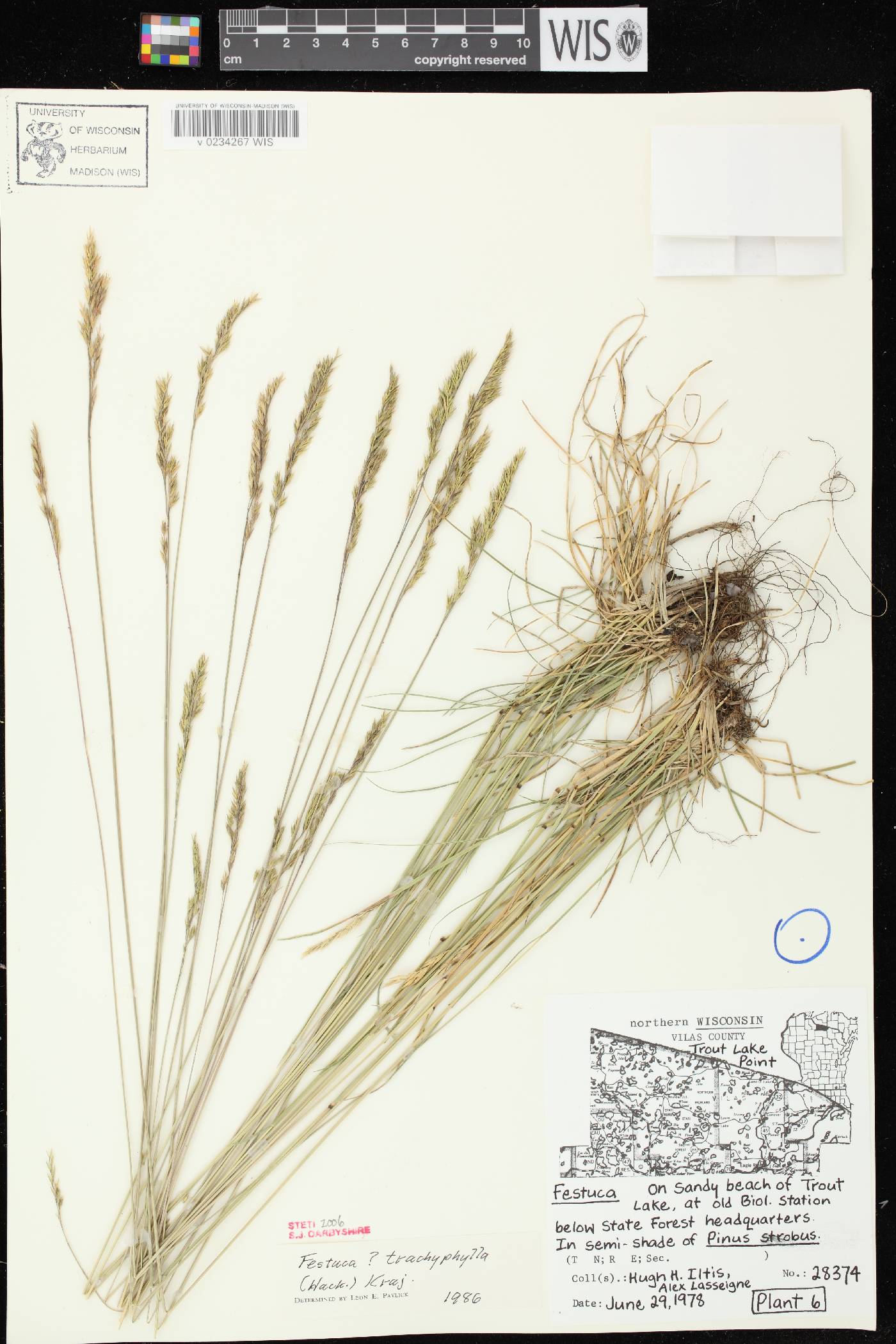 Festuca trachyphylla image