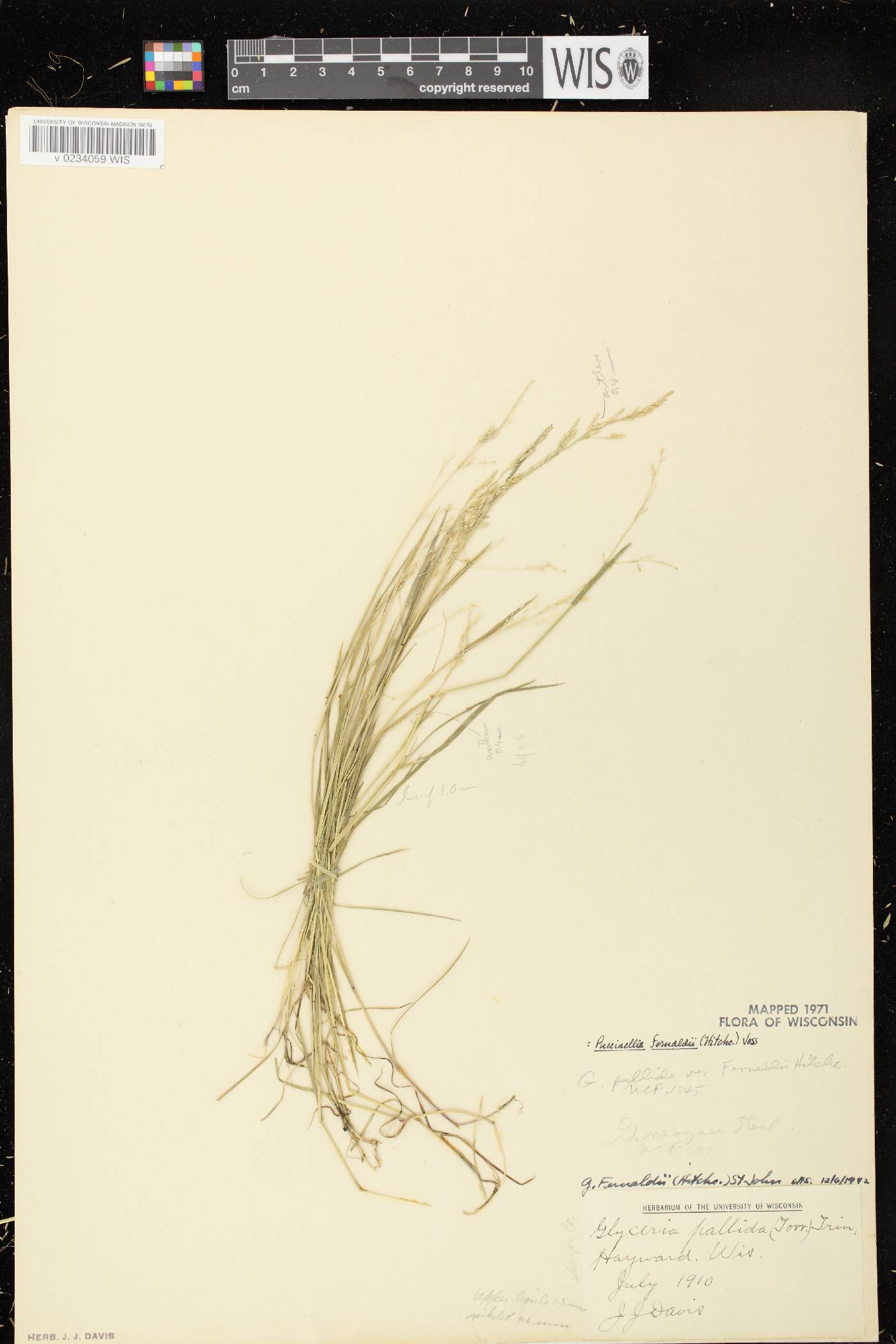 Torreyochloa fernaldii image