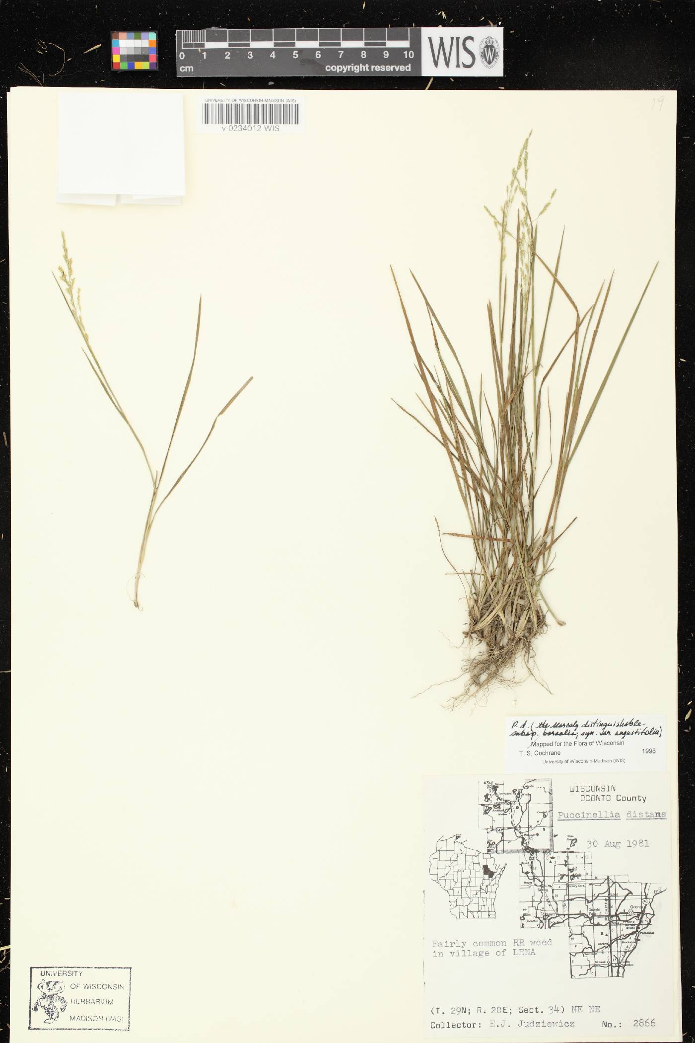 Puccinellia distans subsp. borealis image