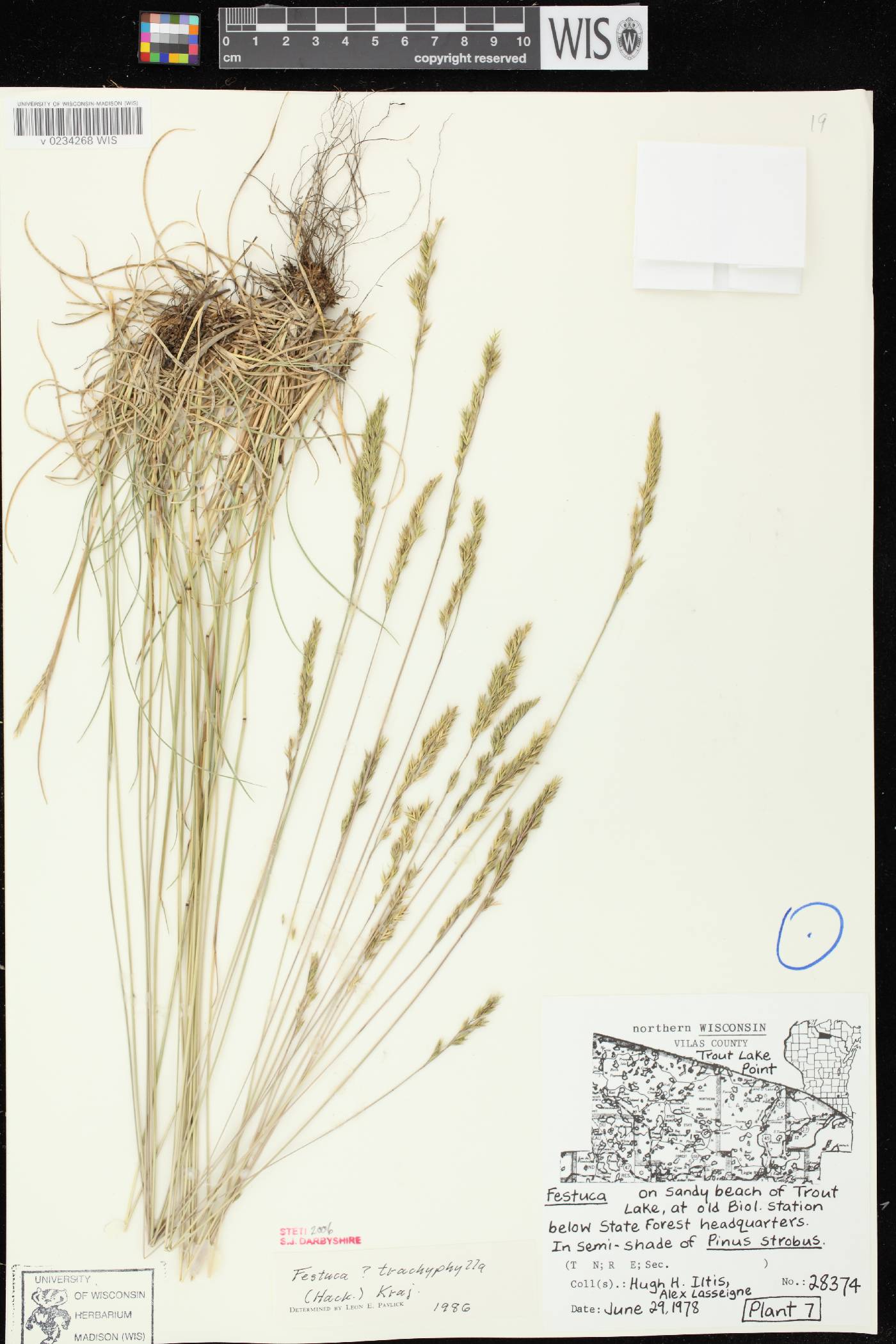 Festuca trachyphylla image