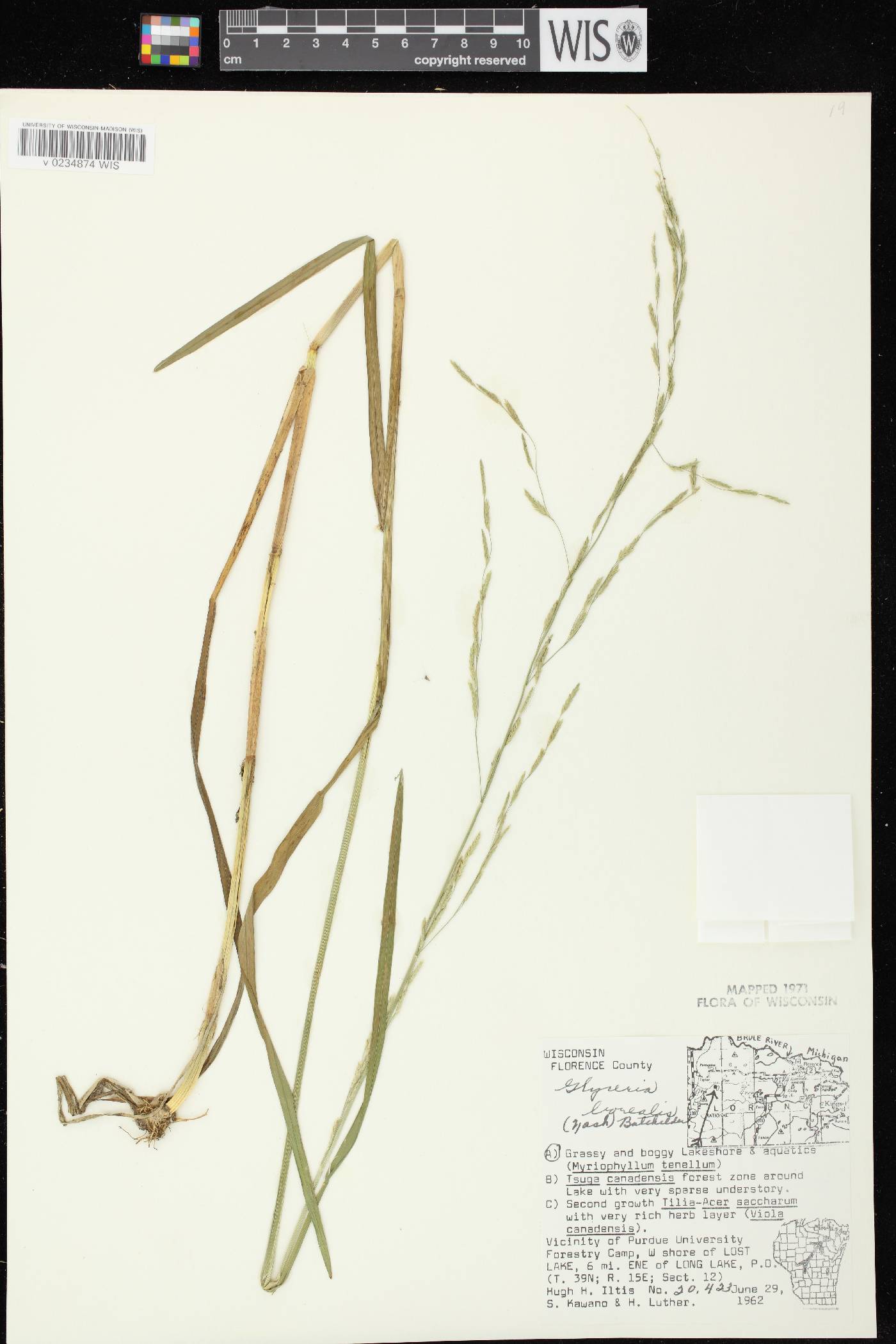 Glyceria borealis image