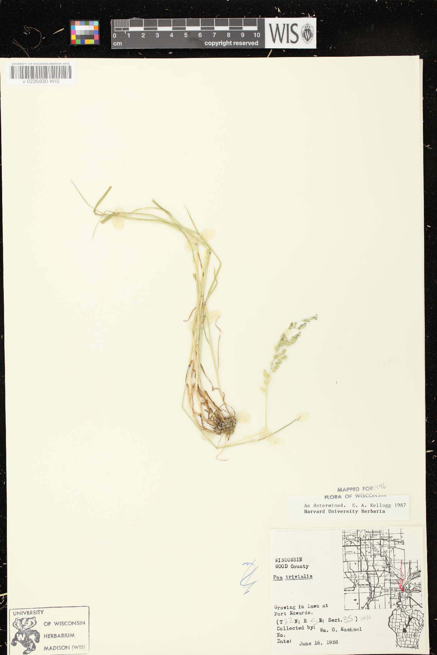 Poa trivialis image