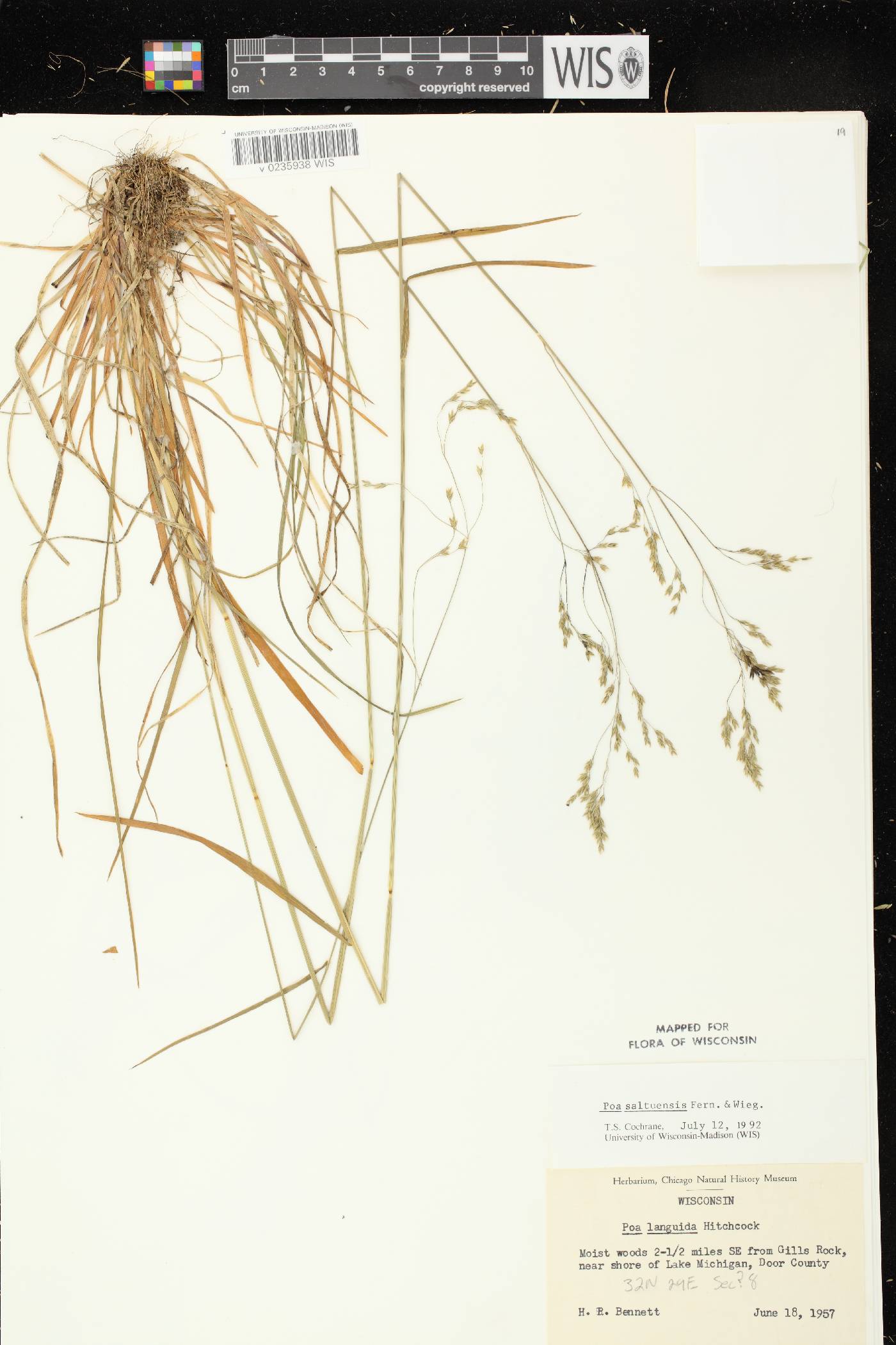 Poa saltuensis image