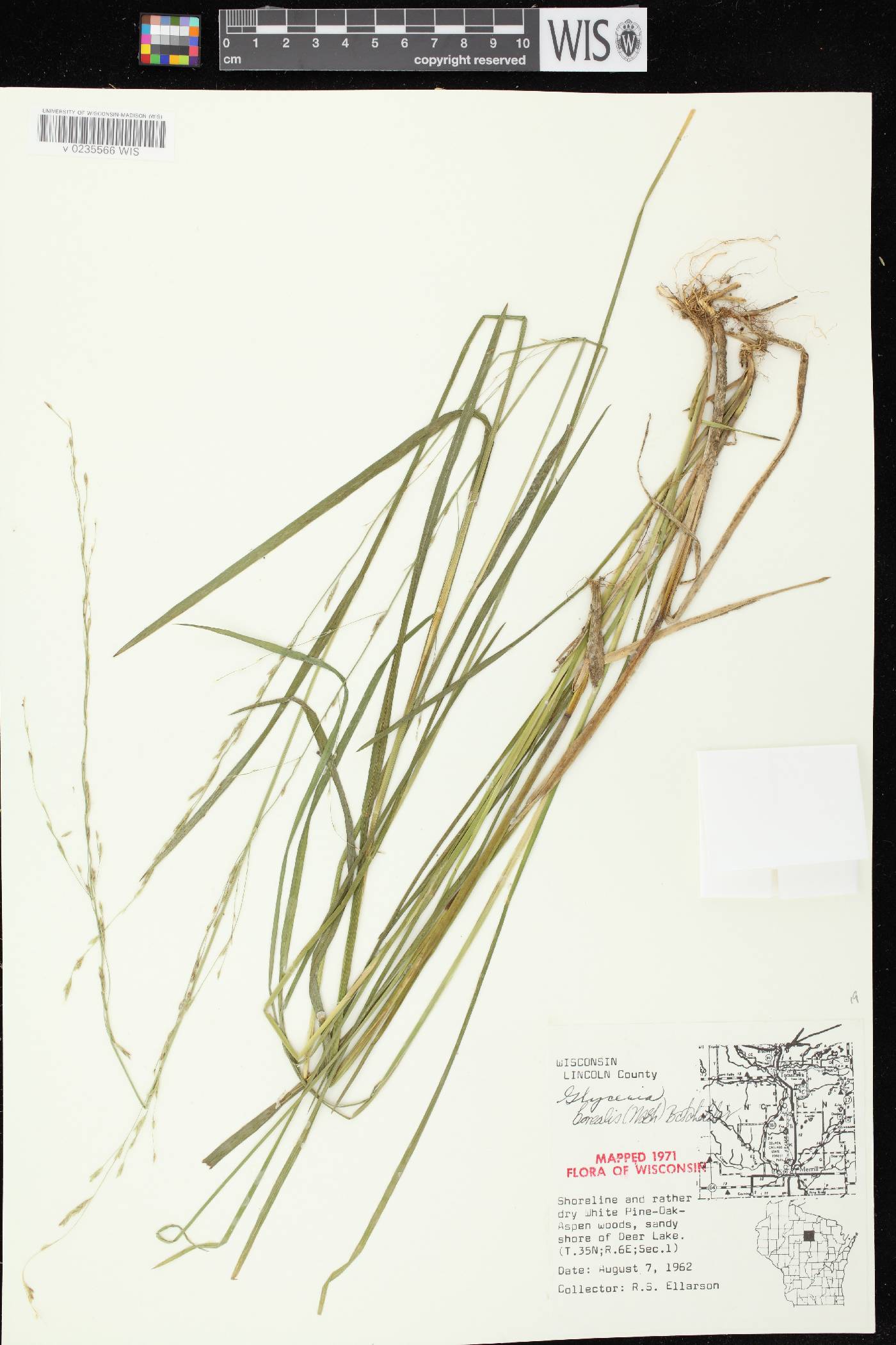 Glyceria borealis image