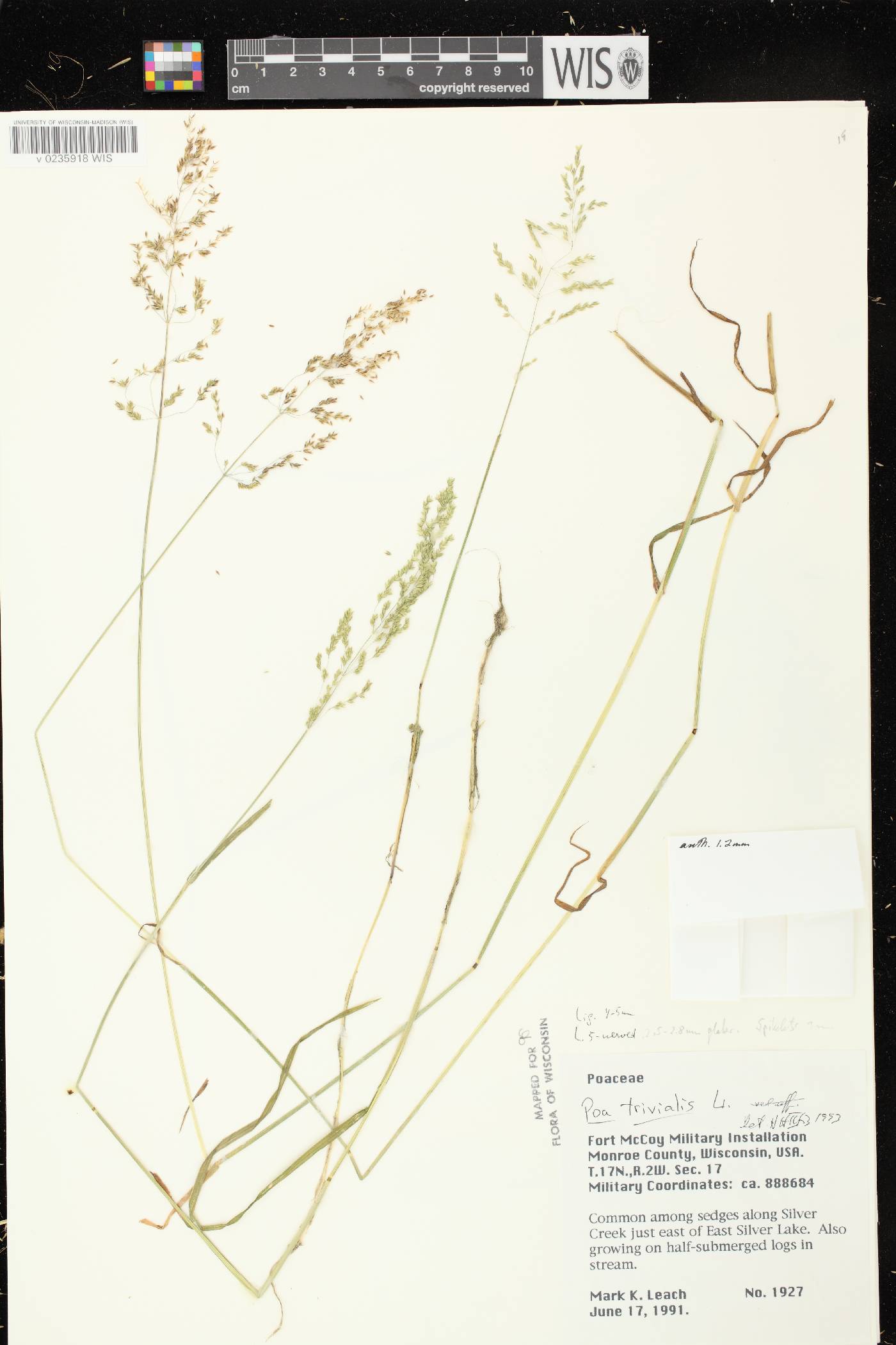 Poa trivialis image