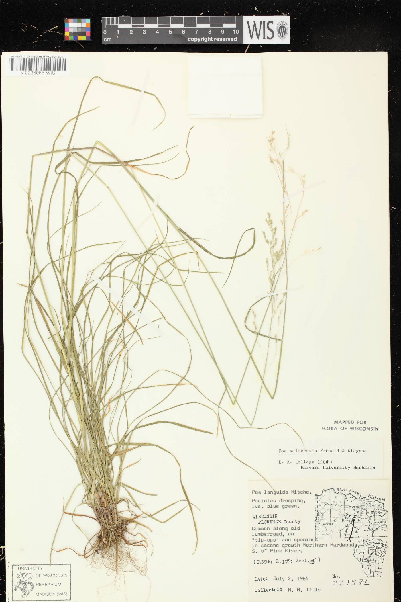 Poa saltuensis image