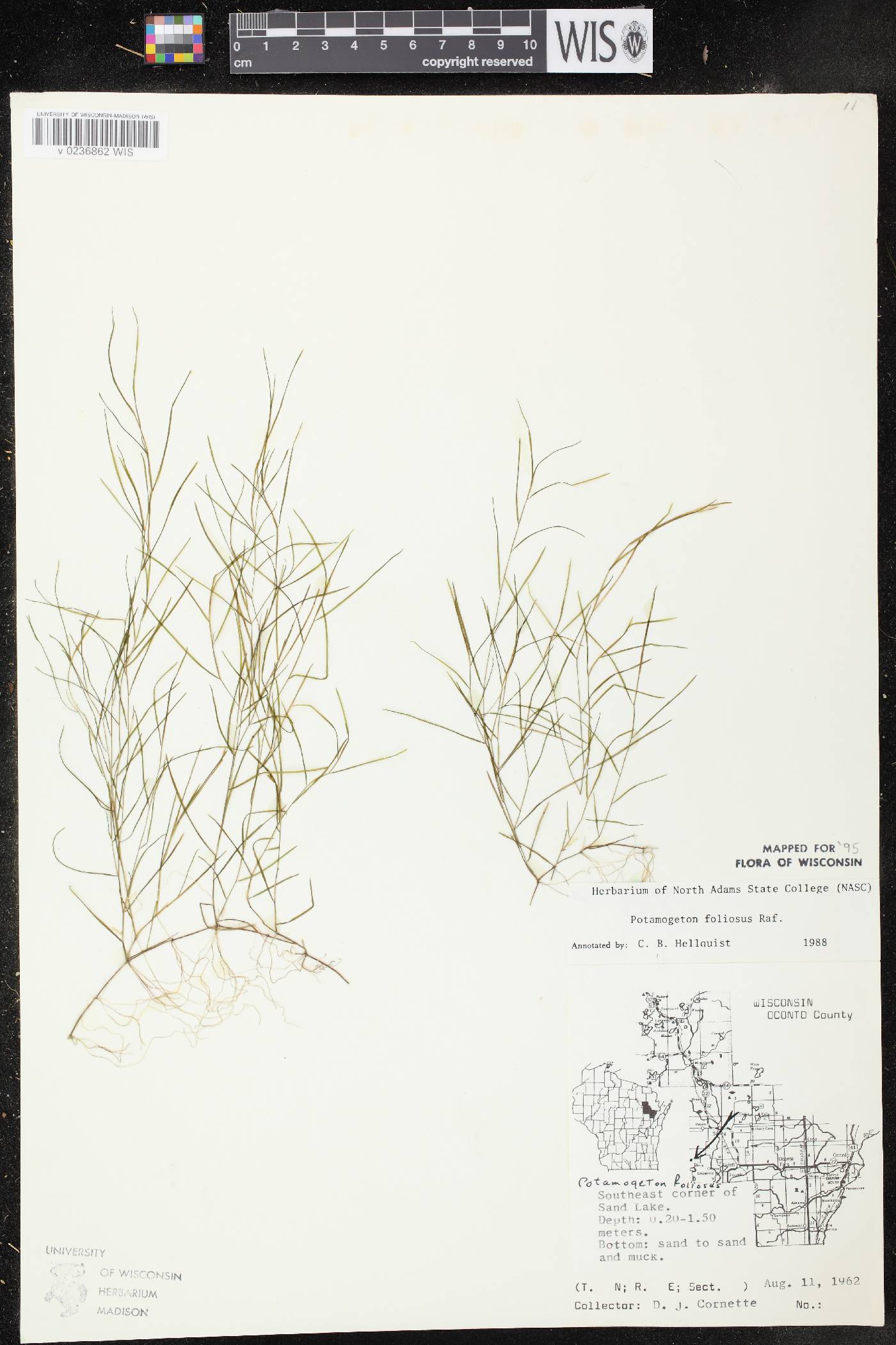 Potamogeton foliosus subsp. foliosus image