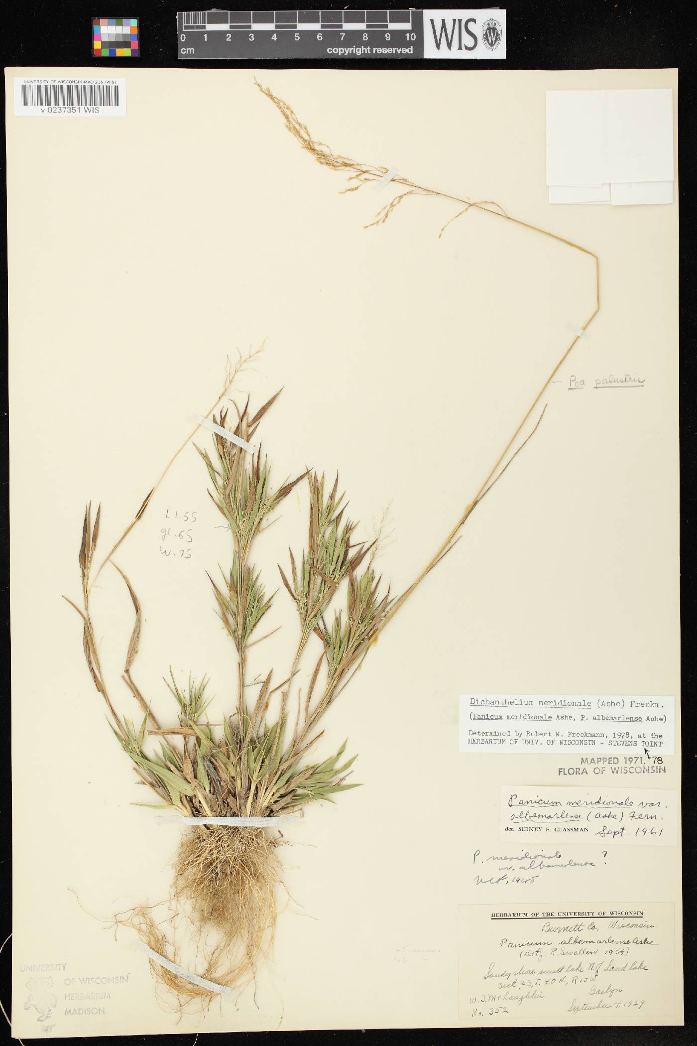 Dichanthelium meridionale image