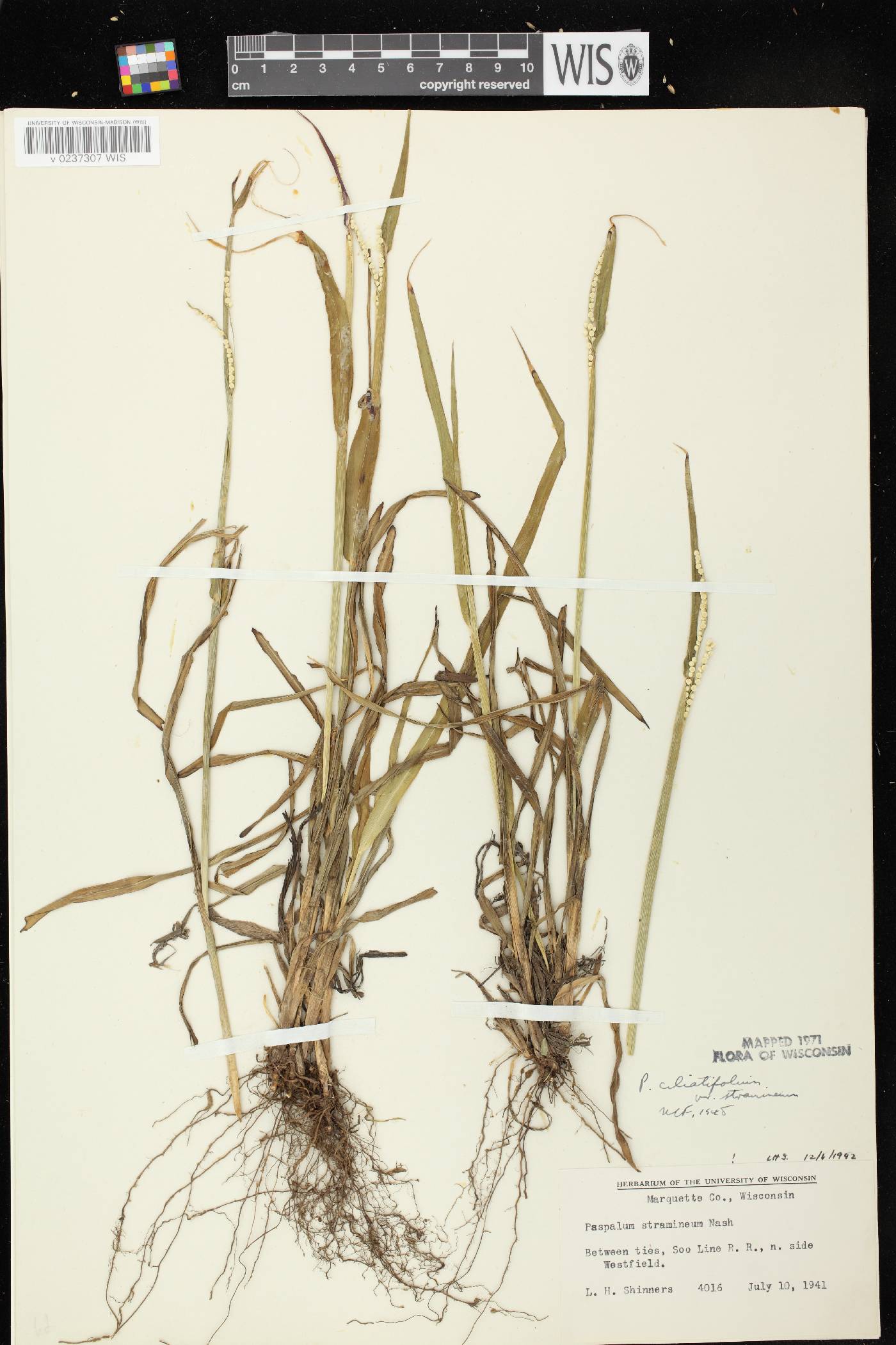 Paspalum setaceum var. stramineum image
