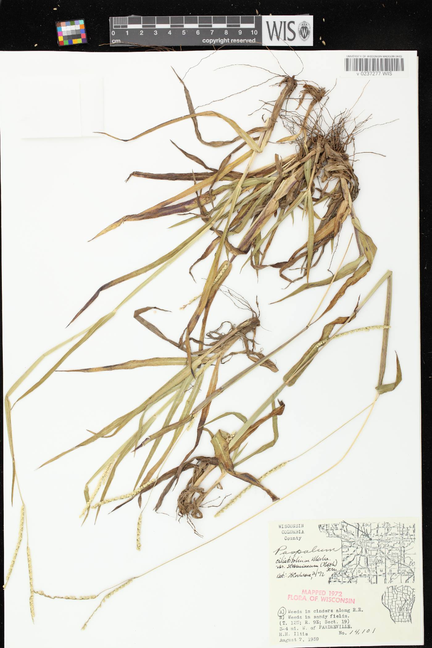 Paspalum setaceum var. stramineum image