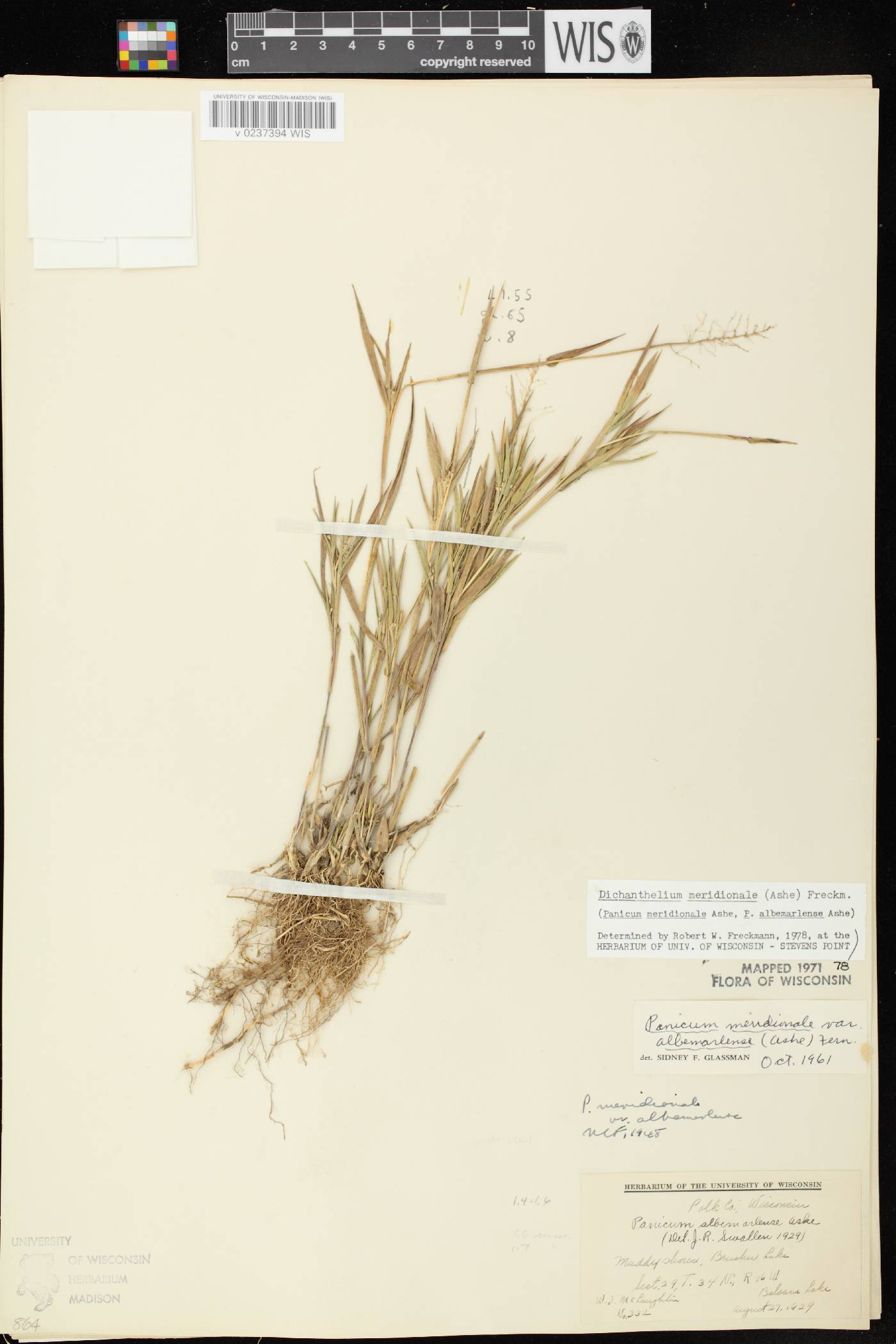 Dichanthelium meridionale image