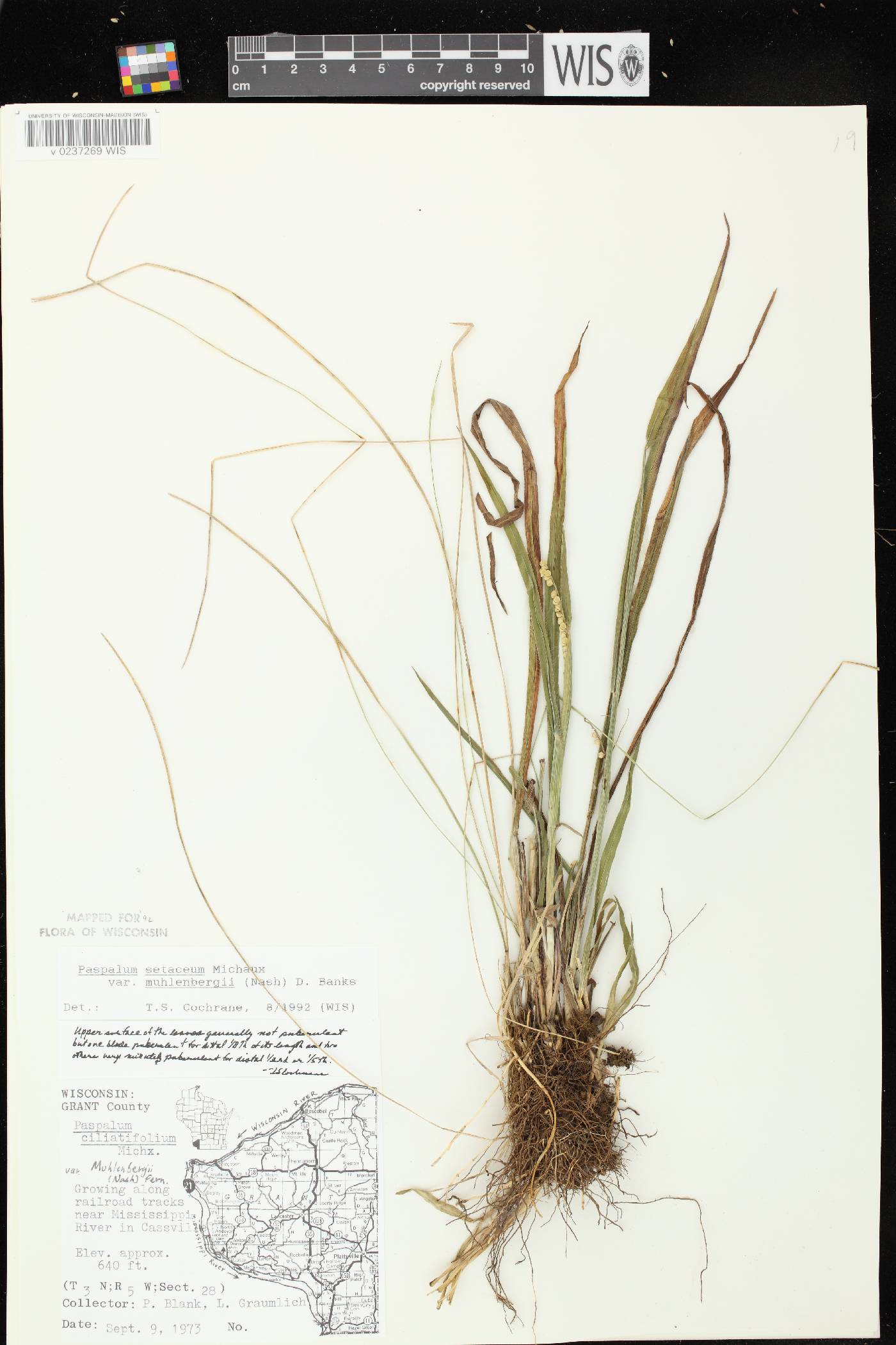 Paspalum setaceum var. muhlenbergii image