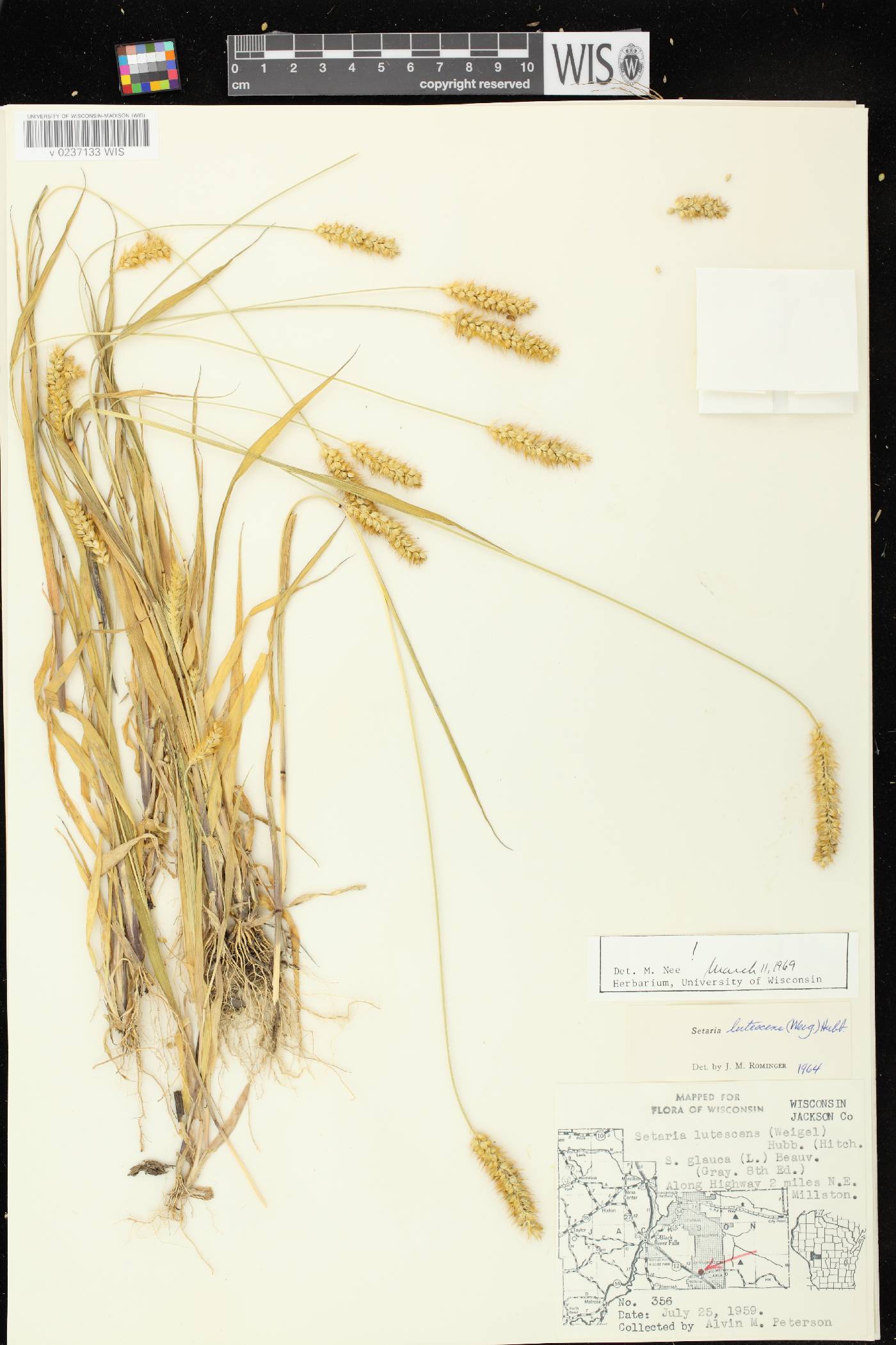 Setaria pumila subsp. pumila image