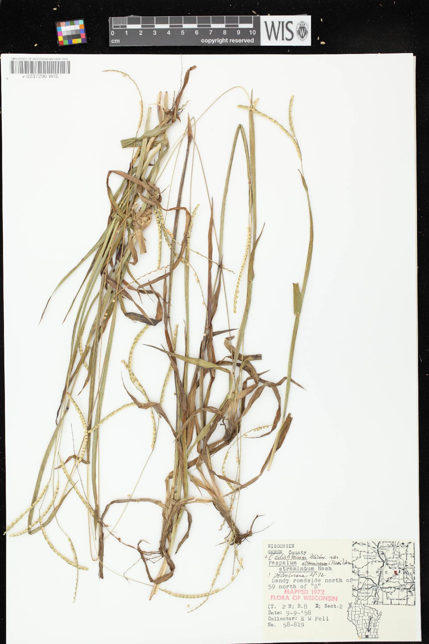 Paspalum setaceum var. stramineum image