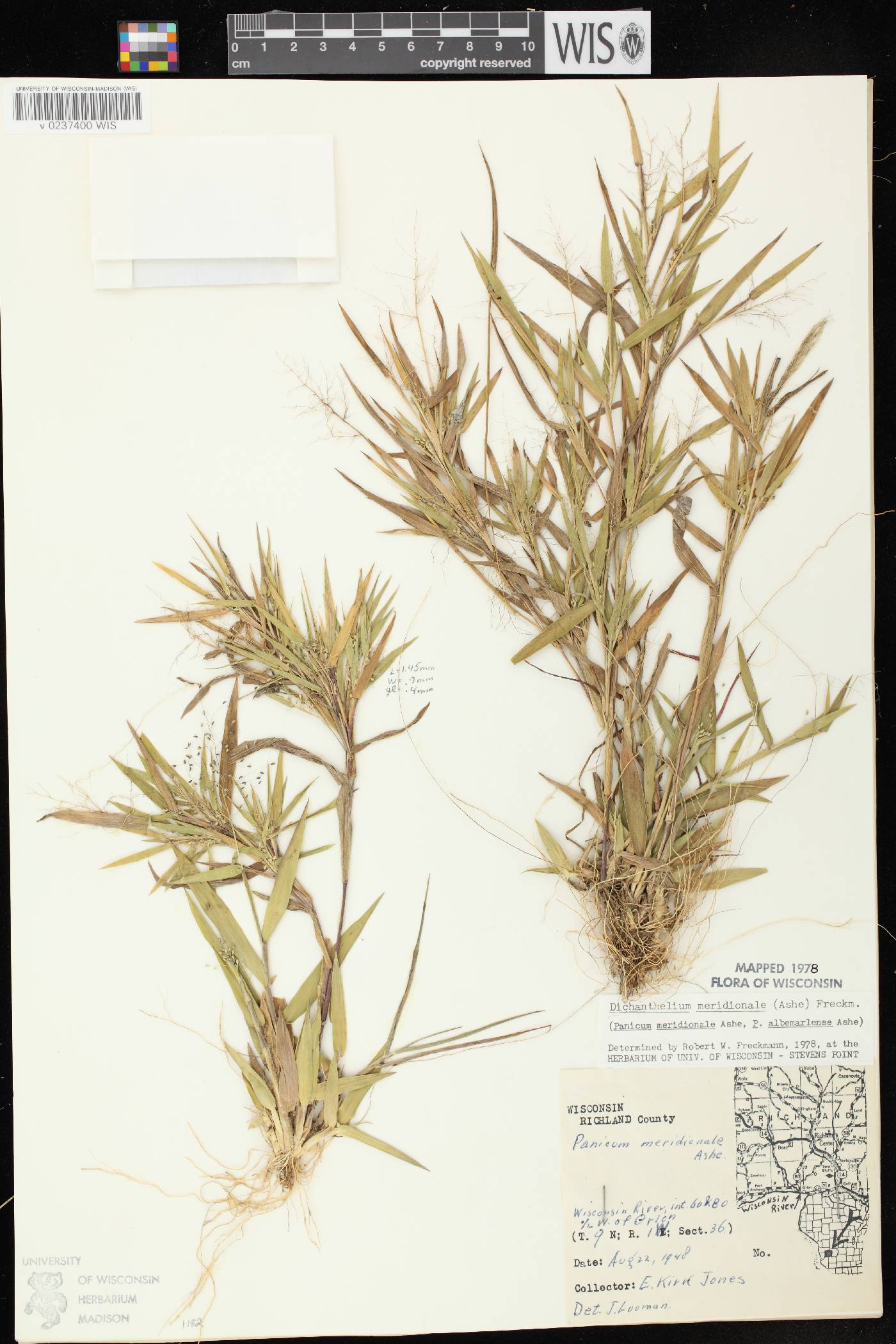 Dichanthelium meridionale image