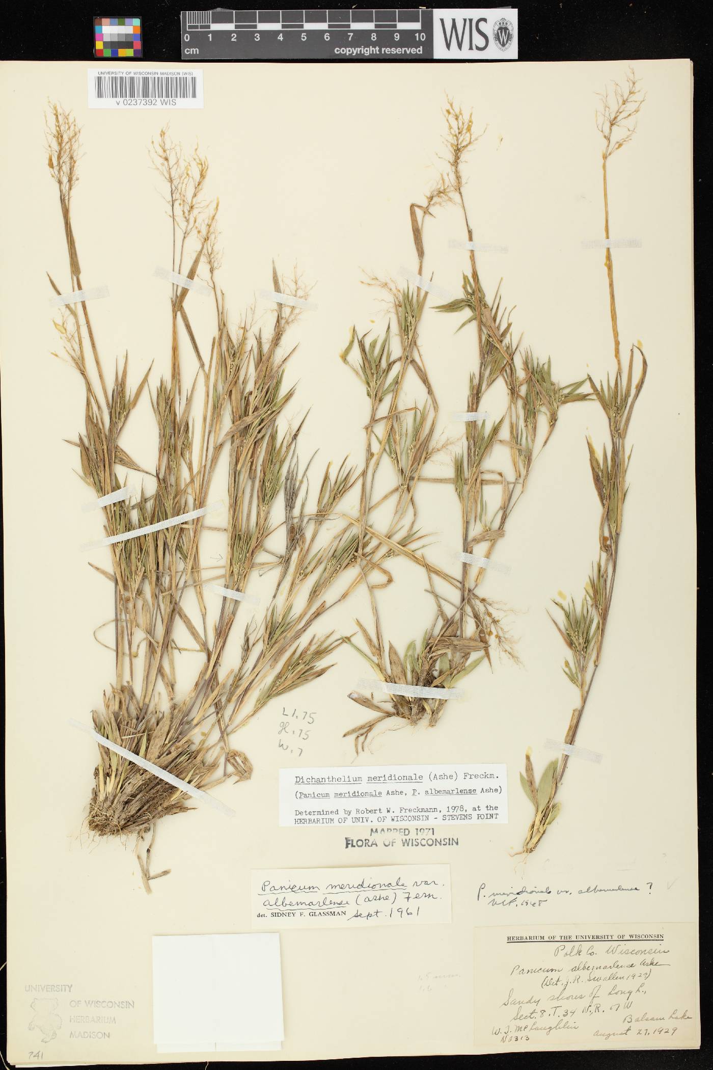 Dichanthelium meridionale image