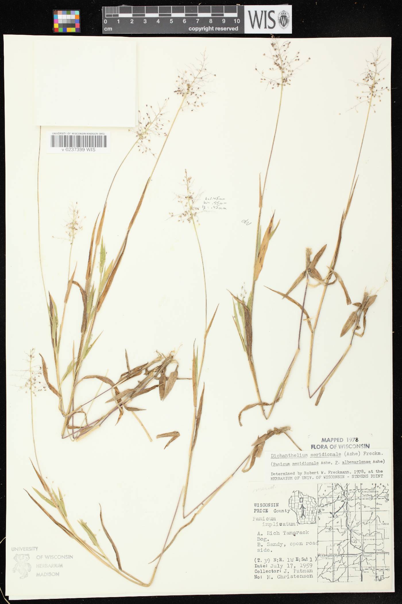 Dichanthelium meridionale image