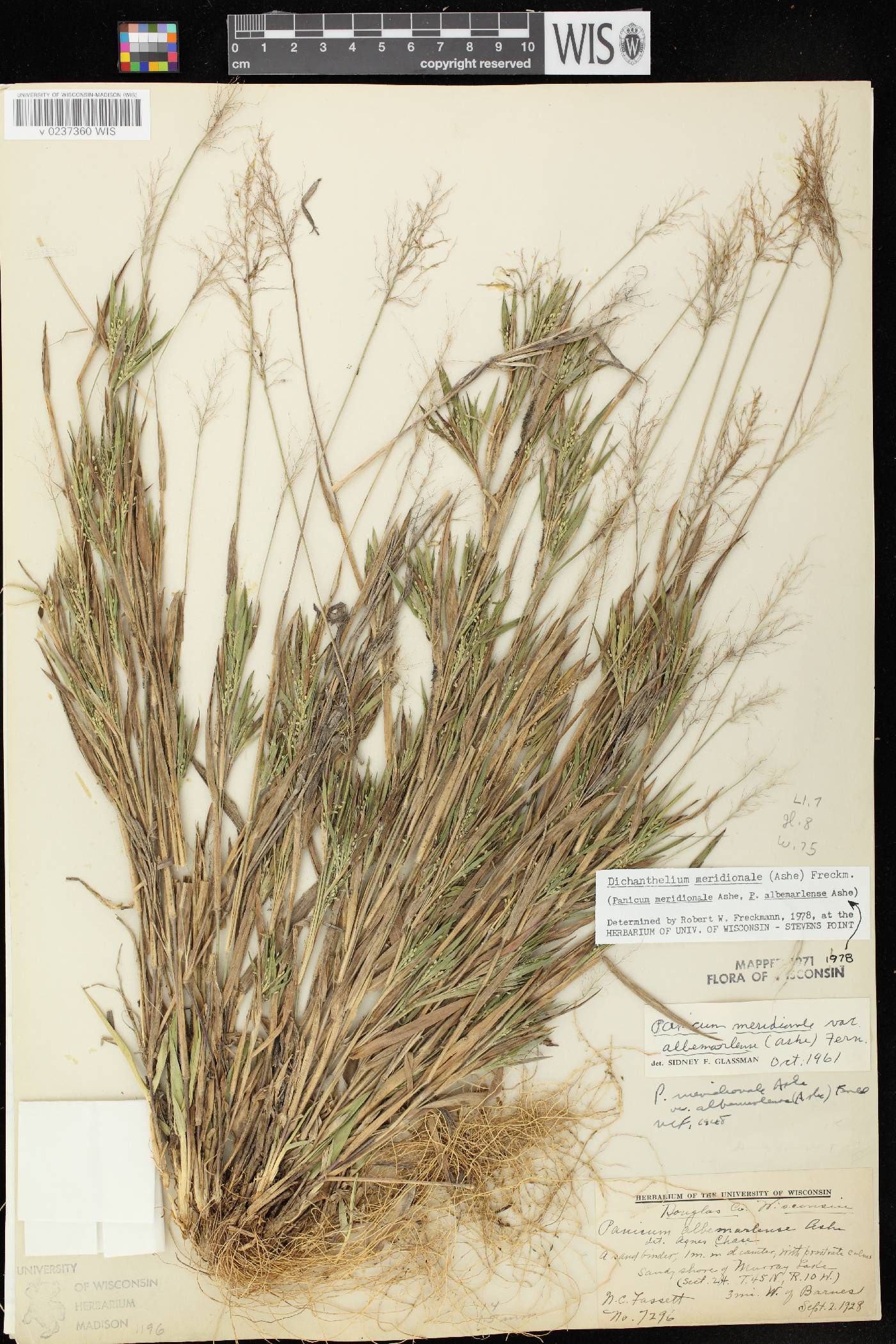 Dichanthelium meridionale image