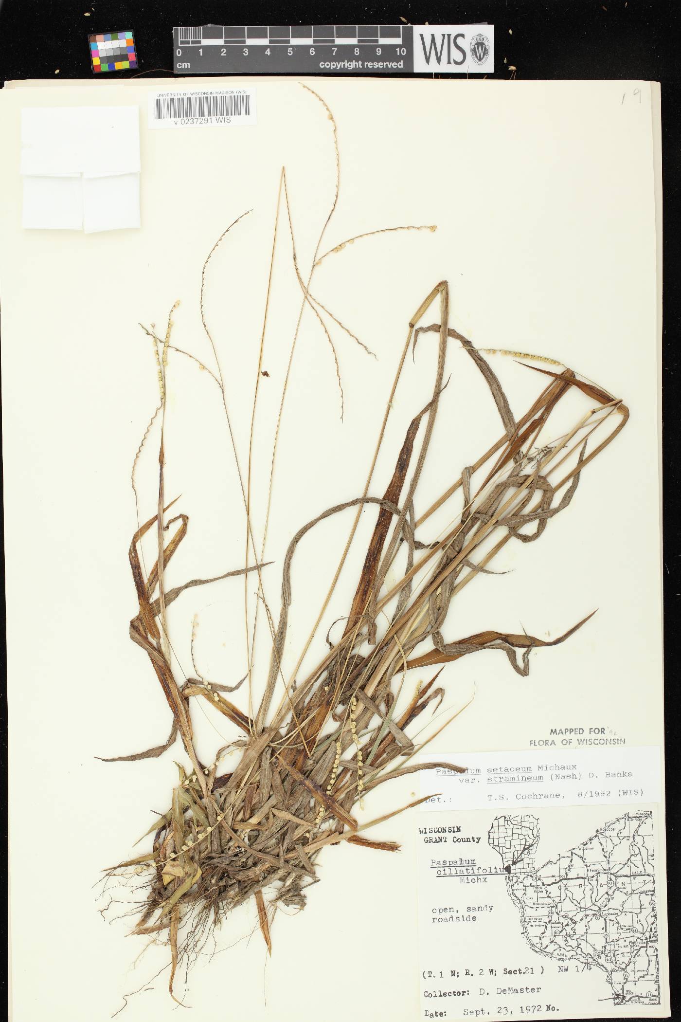 Paspalum setaceum var. stramineum image