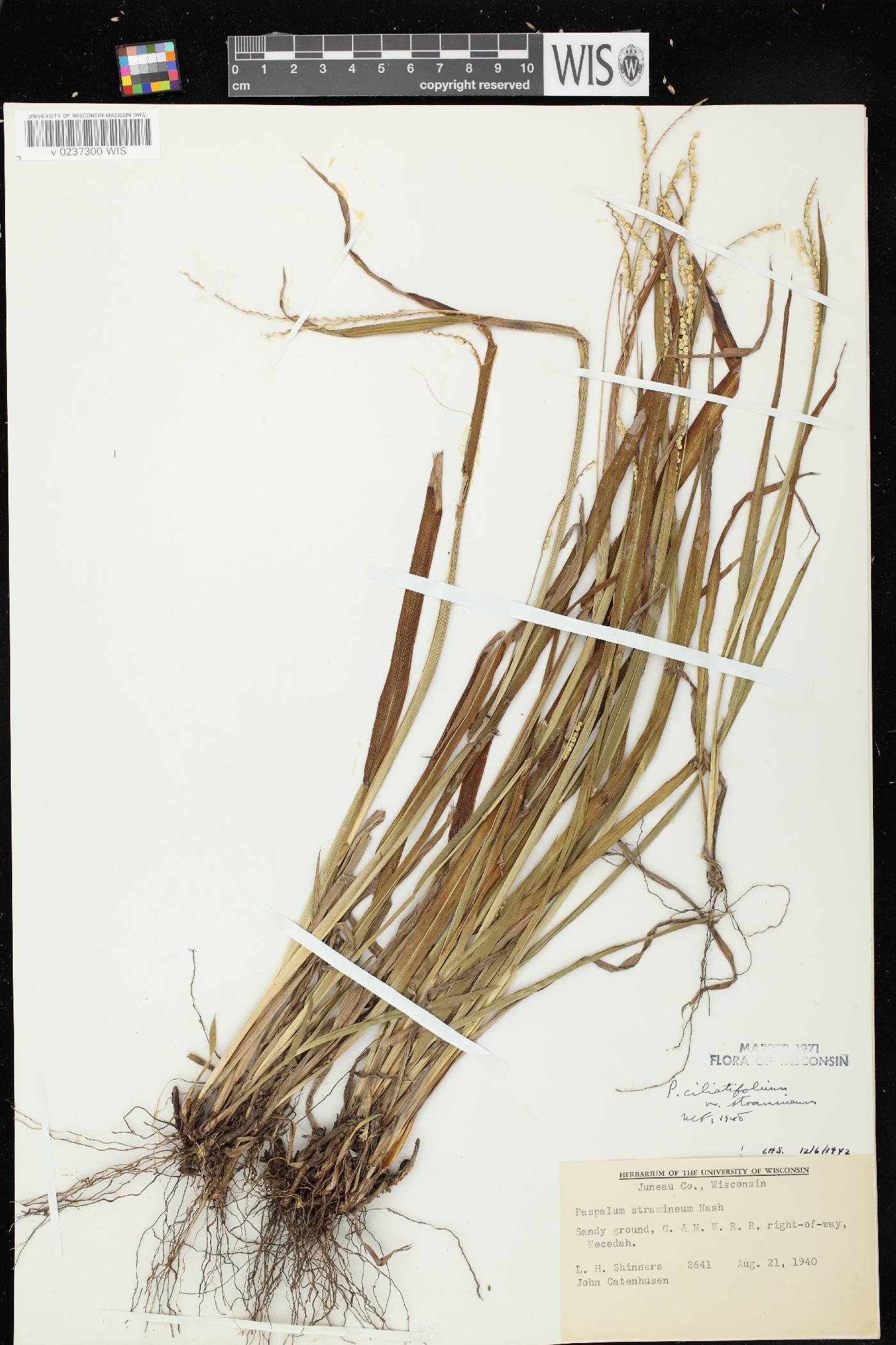 Paspalum setaceum var. stramineum image