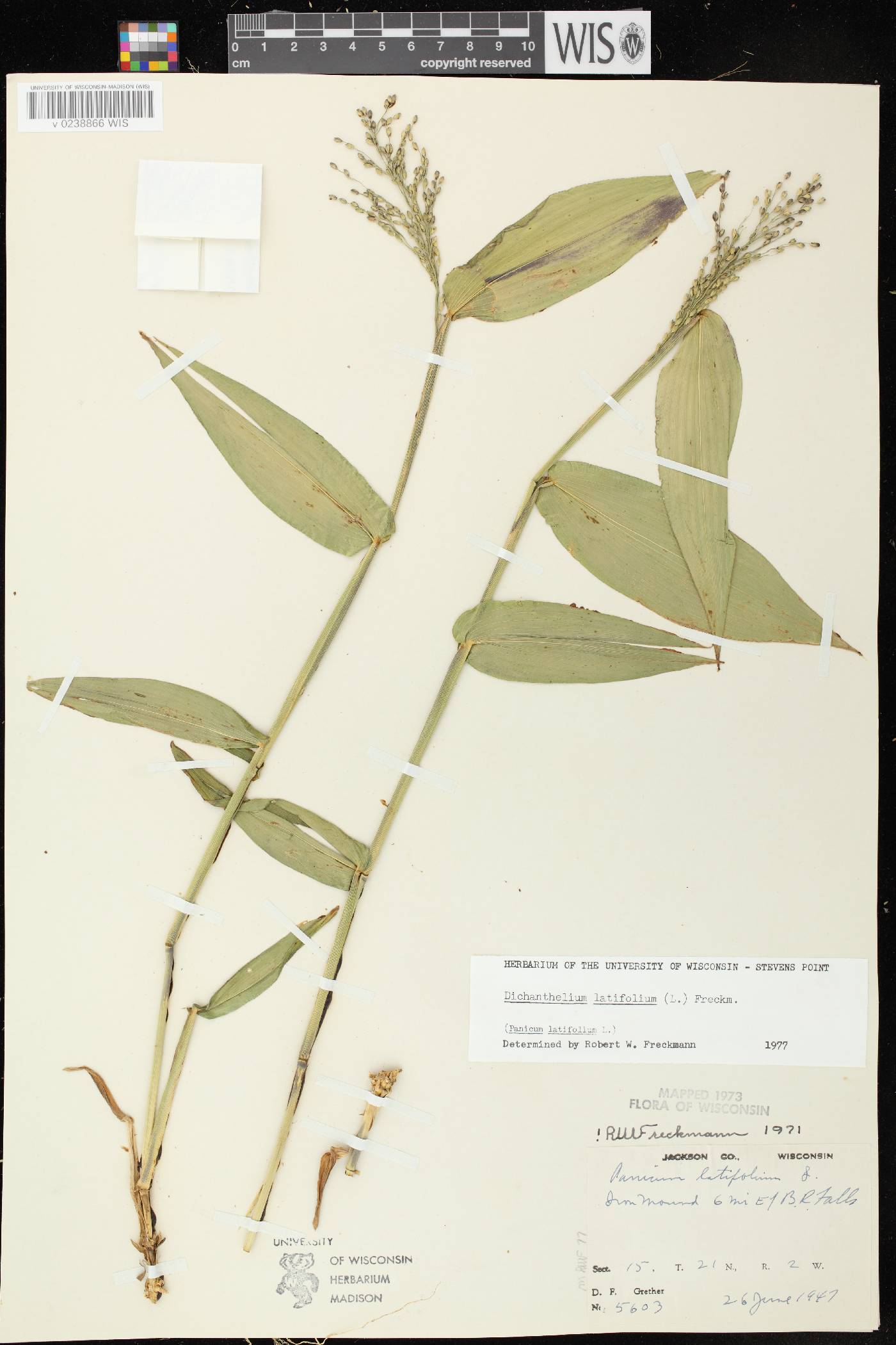Dichanthelium latifolium image