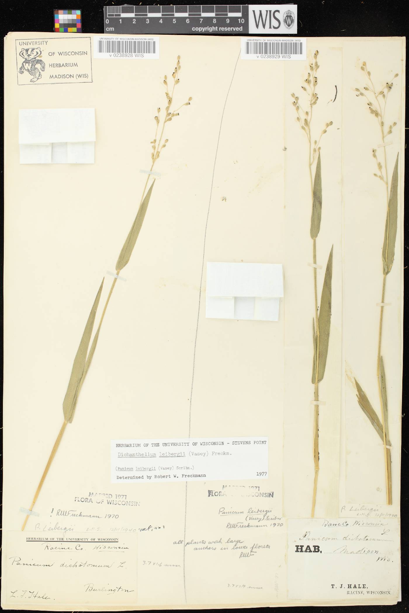 Dichanthelium leibergii image