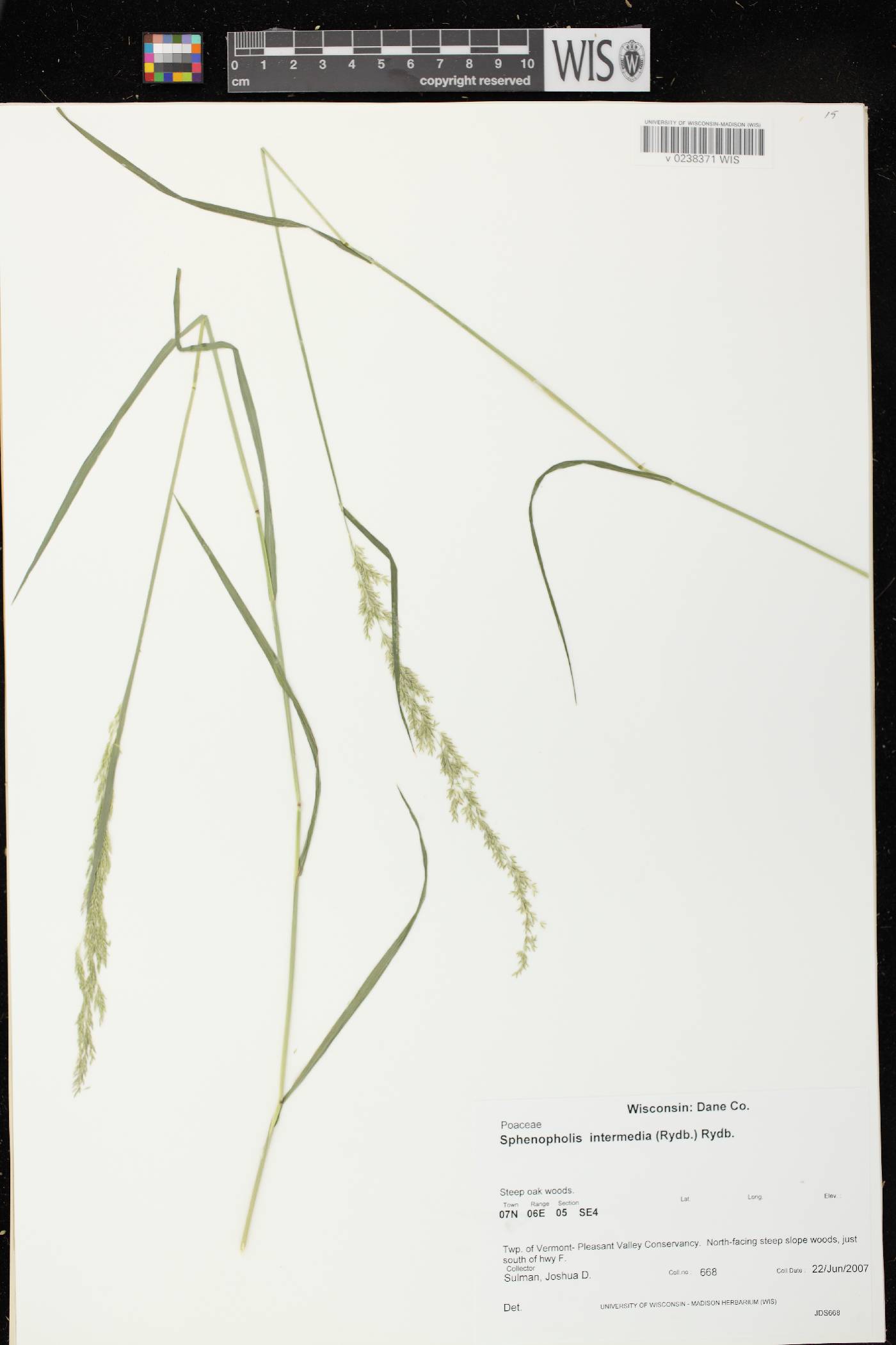 Sphenopholis intermedia image