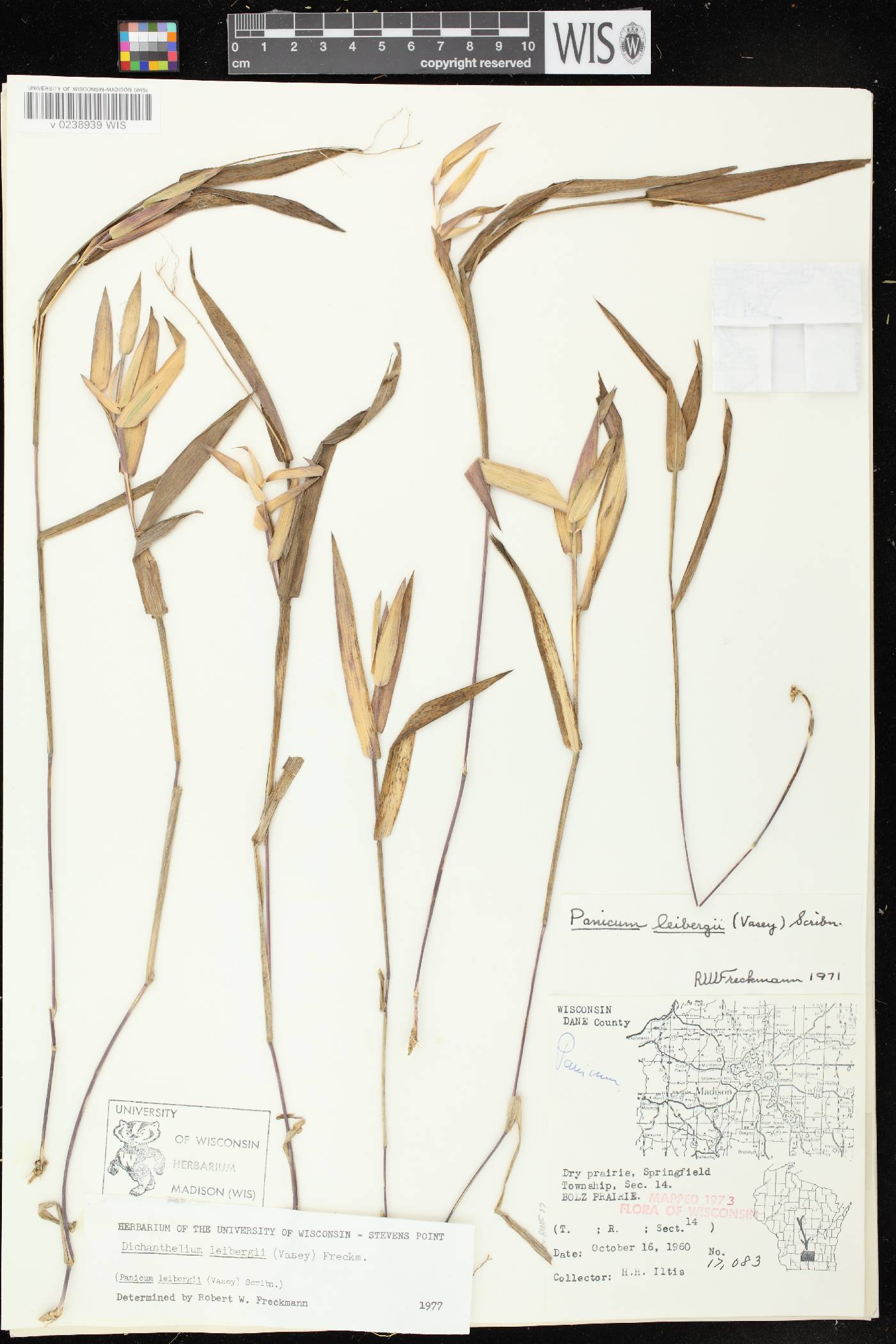 Dichanthelium leibergii image