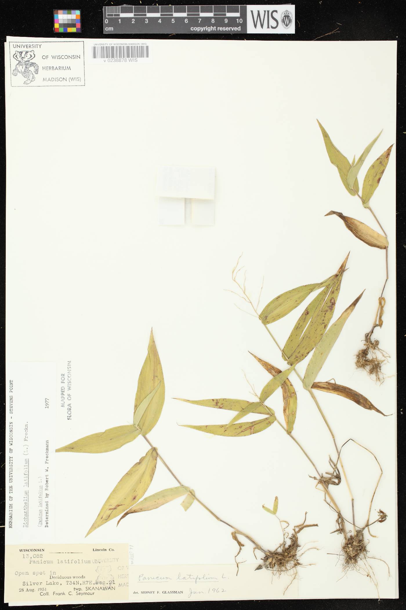 Dichanthelium latifolium image