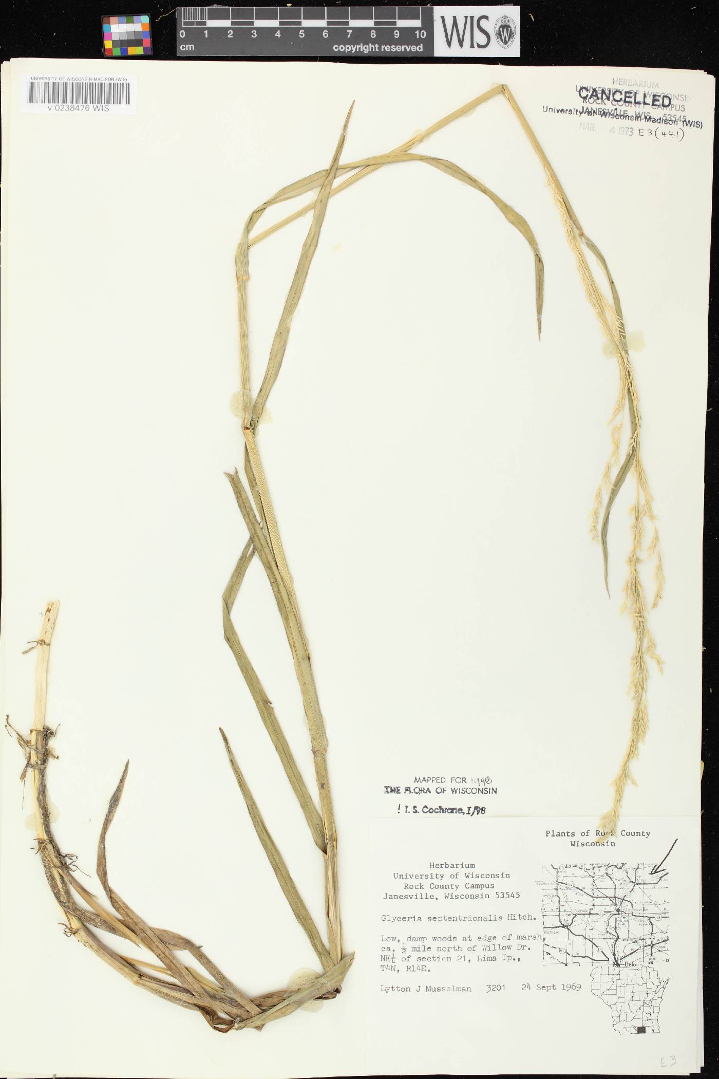 Glyceria septentrionalis image