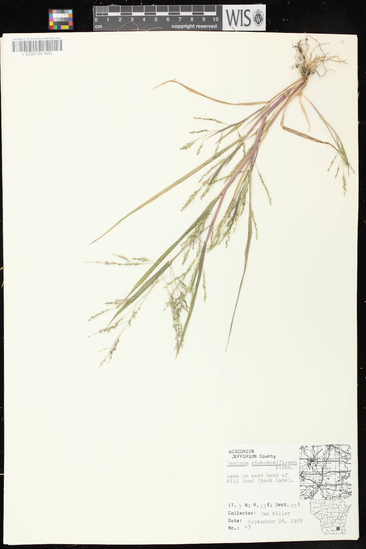 Panicum dichotomiflorum subsp. dichotomiflorum image