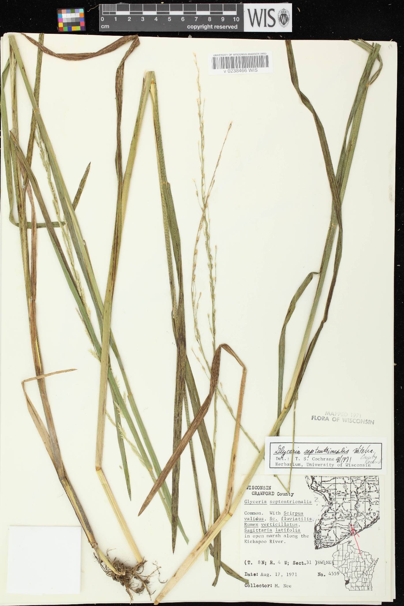 Glyceria septentrionalis image