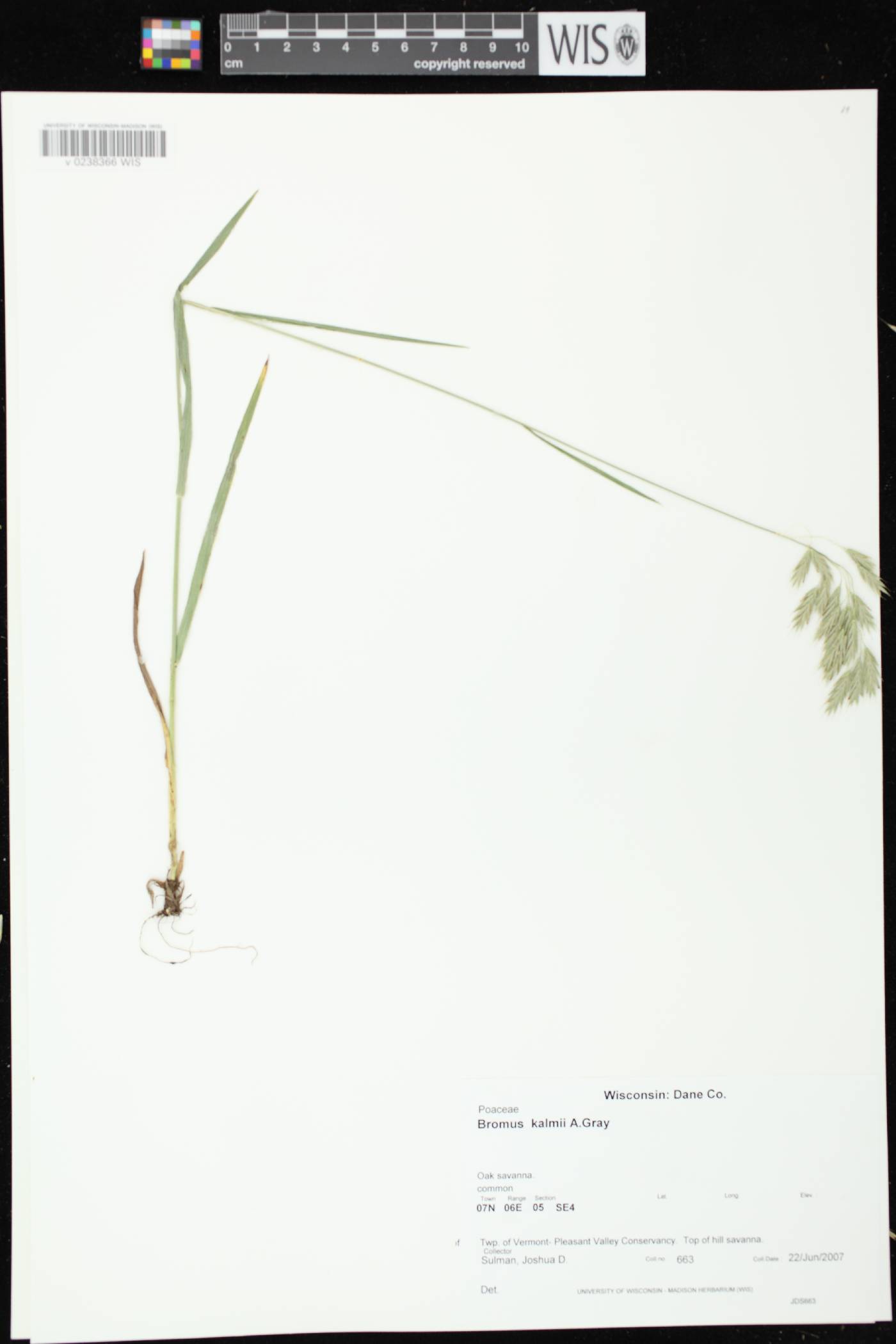 Bromus kalmii image